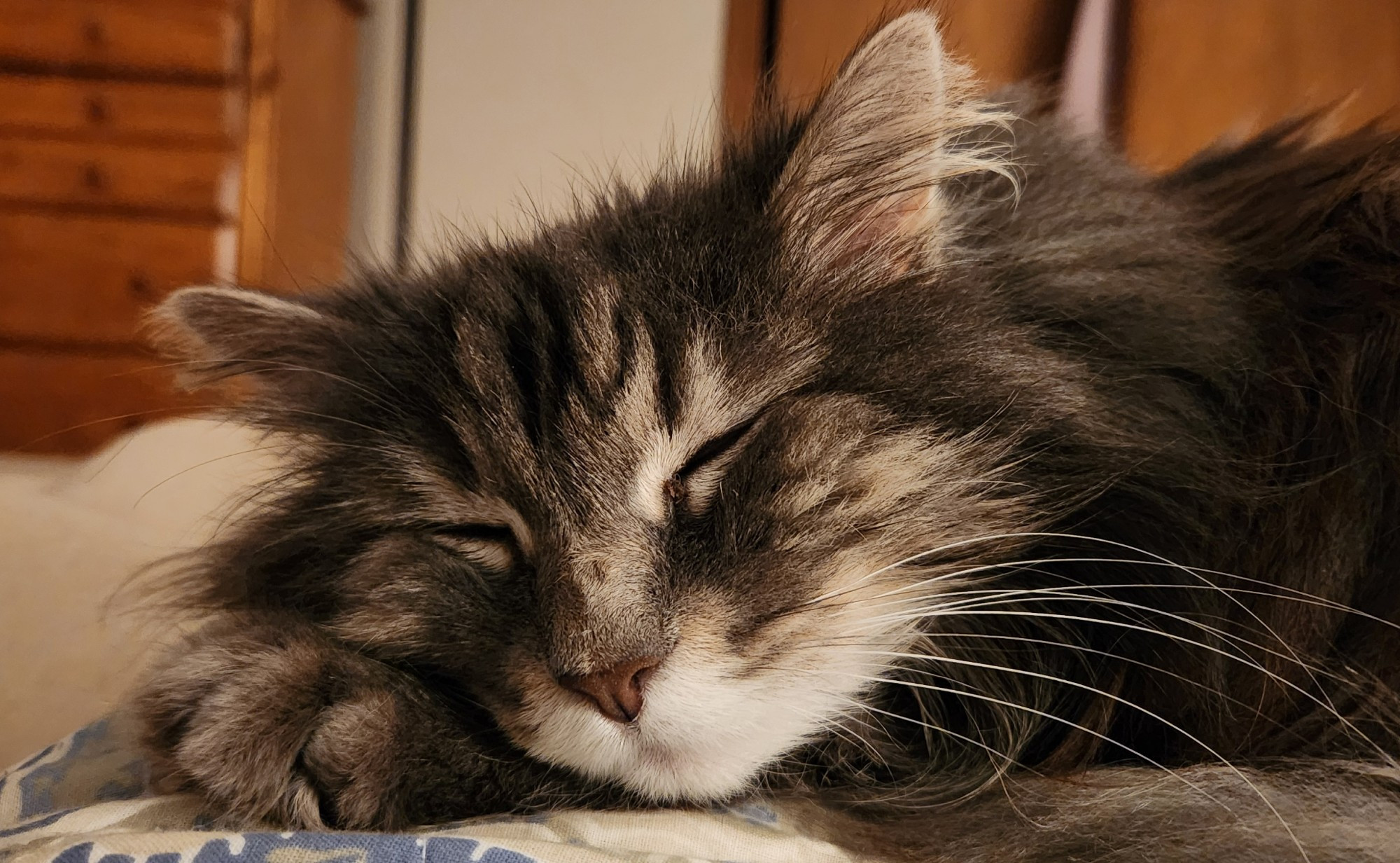 A long-haired gray cat with tabby markings is asleep on blankets. 