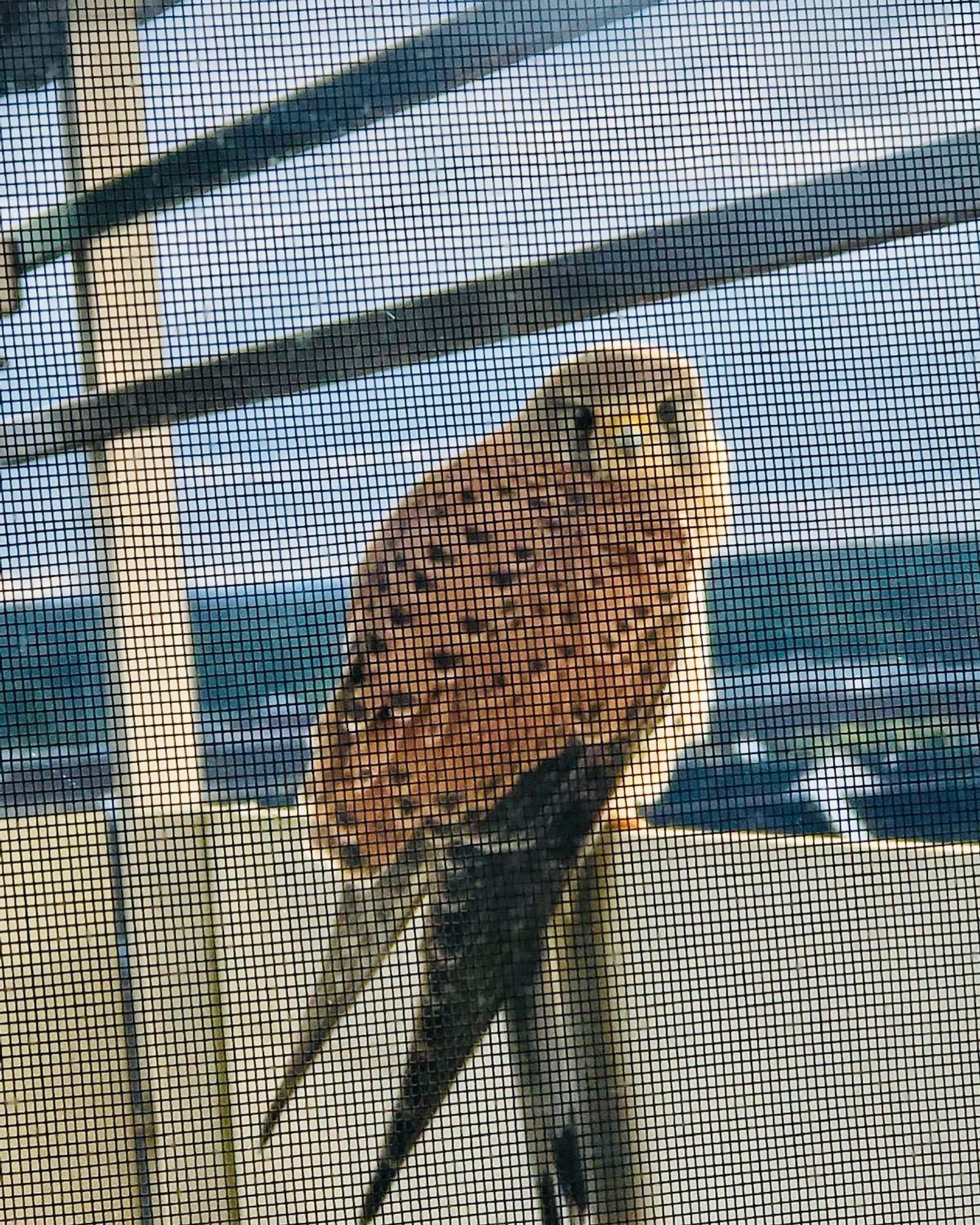 Ein kleiner Turmfalke (glaube ich) sitzt auf der Balkonbrüstung und guckt in die Kamera.