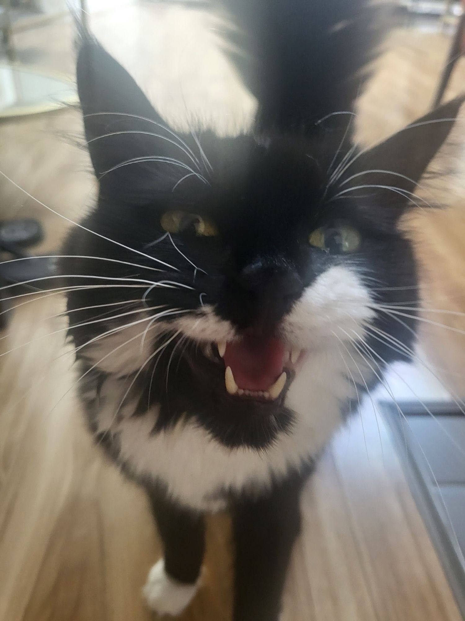 A black and white cat is looking at the camera. She is mid-meow.