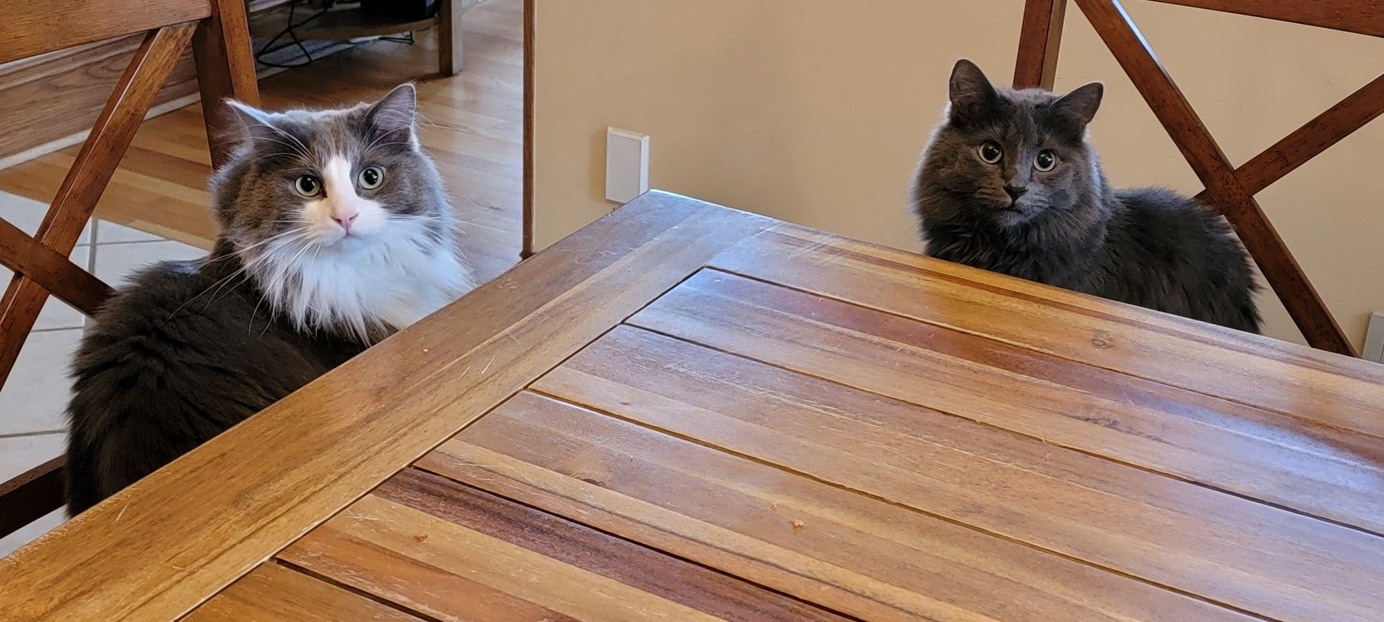 Two cats that want their goddamn dinner treats right now!