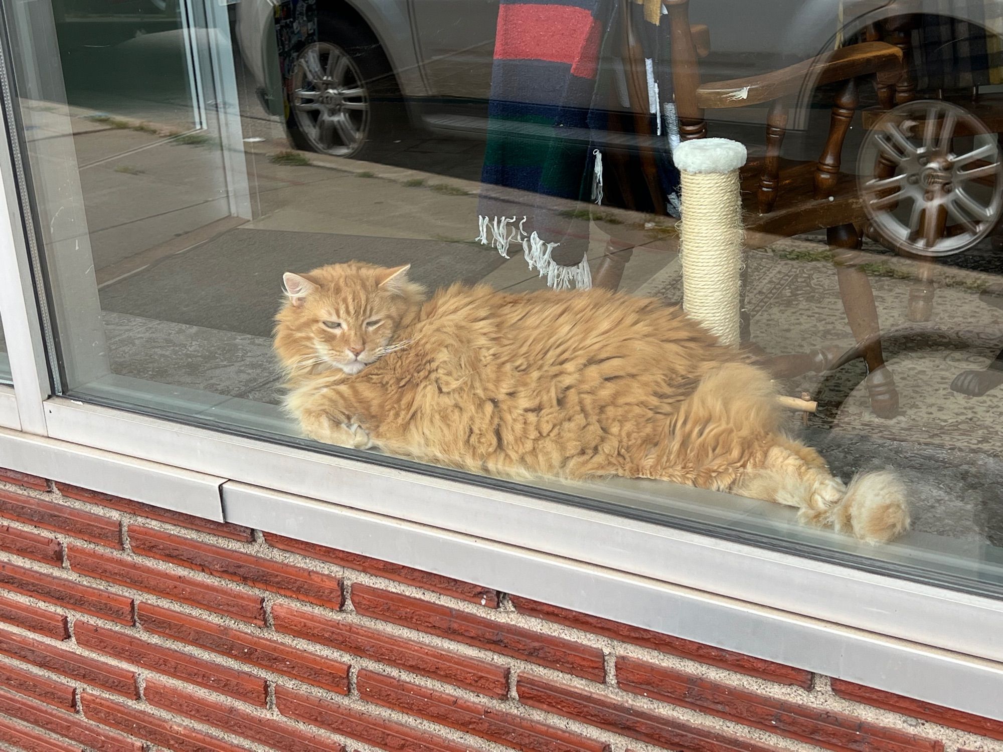 a large fluffy orange cat lounging in a store window