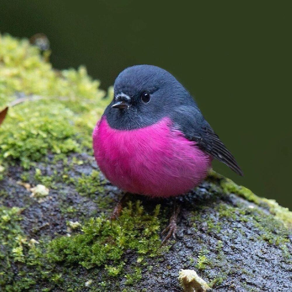 another pink robin sitting on a thicker branch in the shade this time, also looking vibrantly pink and wearing a rather salty expression 