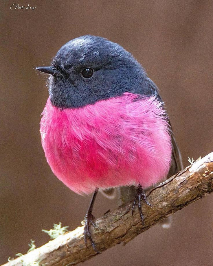 a pink robin perching on a thin branch in the sunshine, looking beautiful and pissed off 