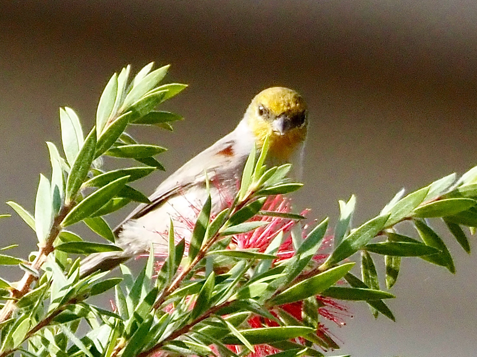 A teeny mostly gray bird with a yellow head and red shoulder patch is perched in a bottlebrush tree. The flowers on the tree are red and resemble a bottle brush. 