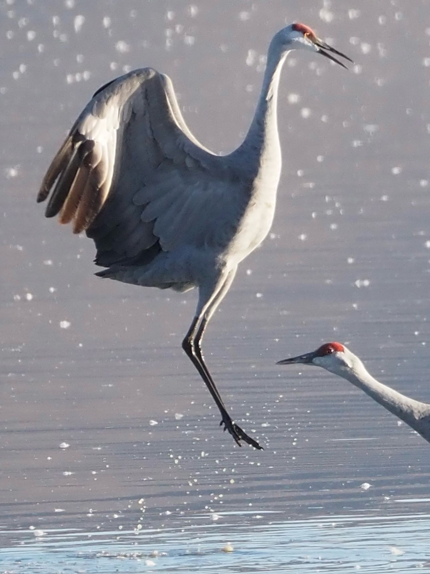 A sandhill crane is leaping out of the water with its wings spread while the head of another is just visible as if to say, “look at that air time!” Feathers float on the water in the background adding a sparky effect. 