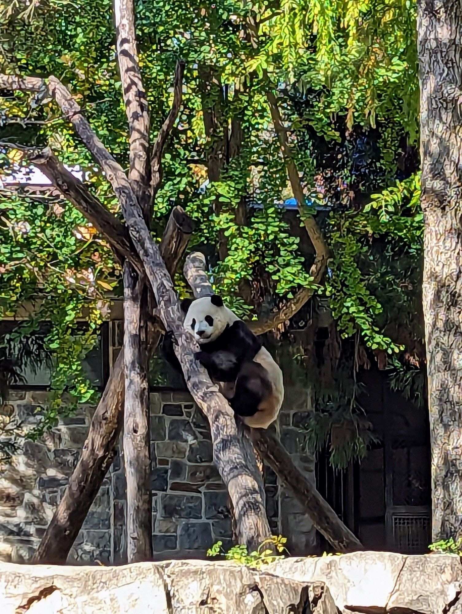 A black and white juvenile panda climbing on a slanted tree trunk.