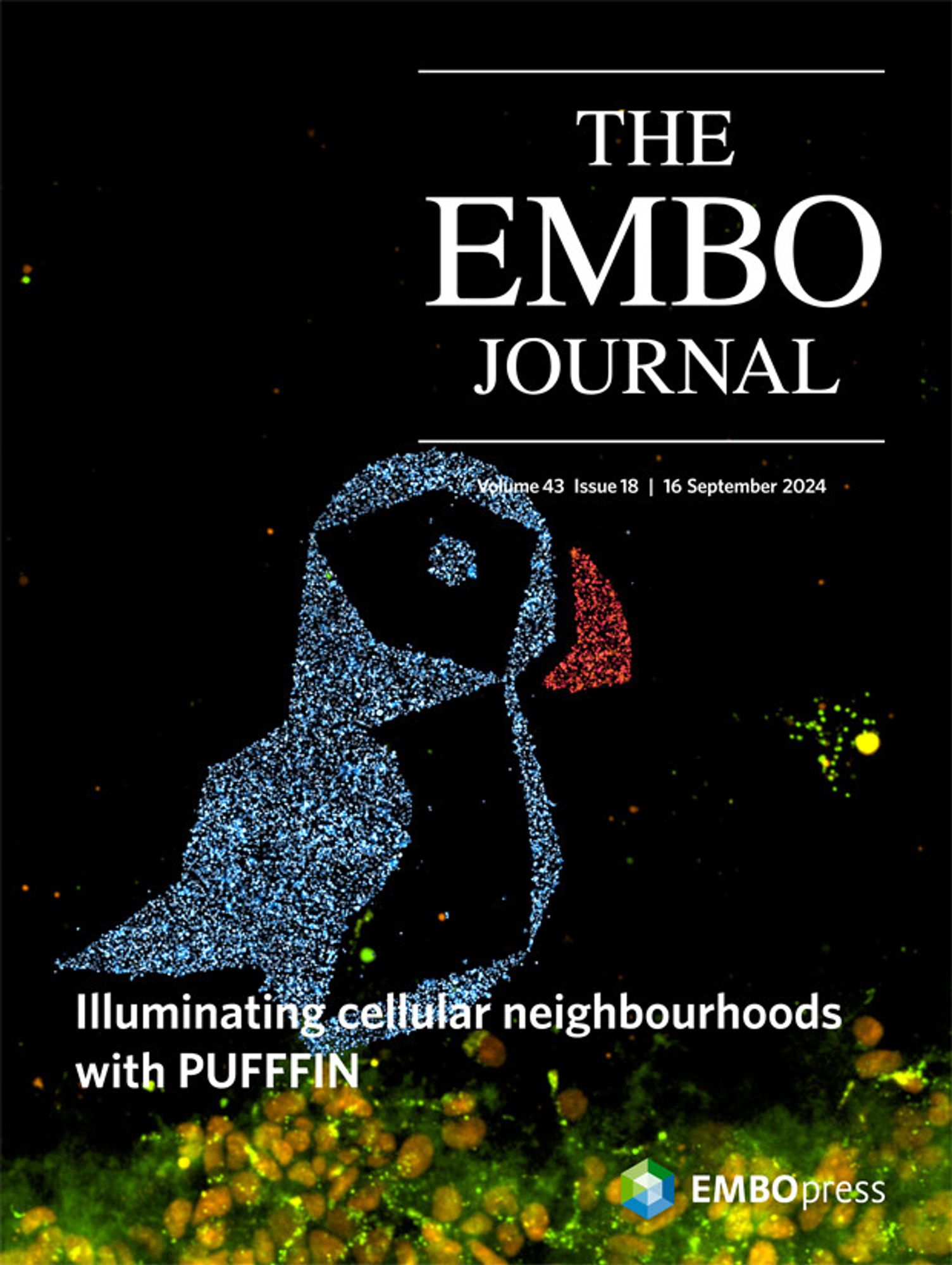 The cover of the 16 Sept edition of EMBO journal featuring fluorescent cells organised into the shape of a puffin. The strapline reads "Illuminating cellular neighbourhoods with PUFFFIN"