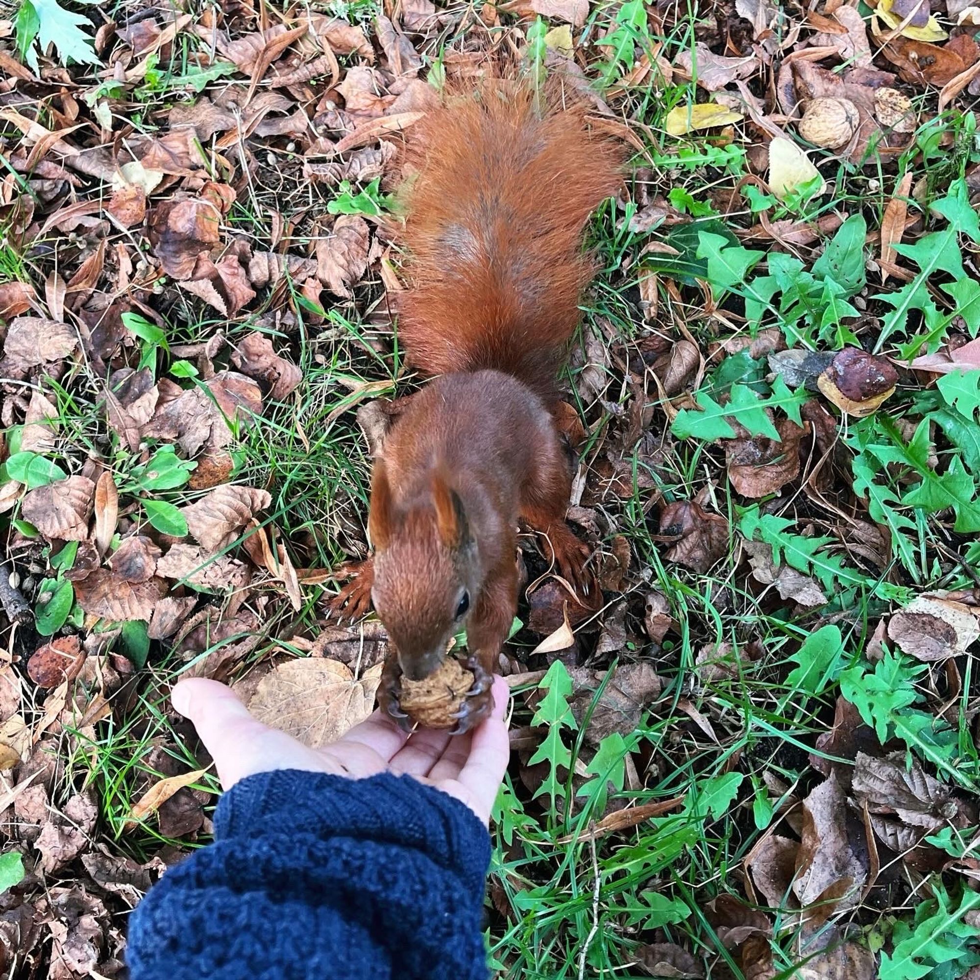 Eichhörnchen kriegt Nüsse aus der Hand