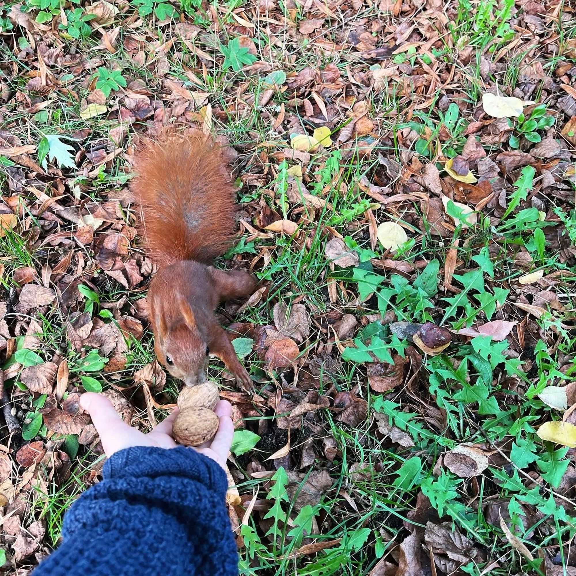 Eichhörnchen kriegt Nüsse aus der Hand