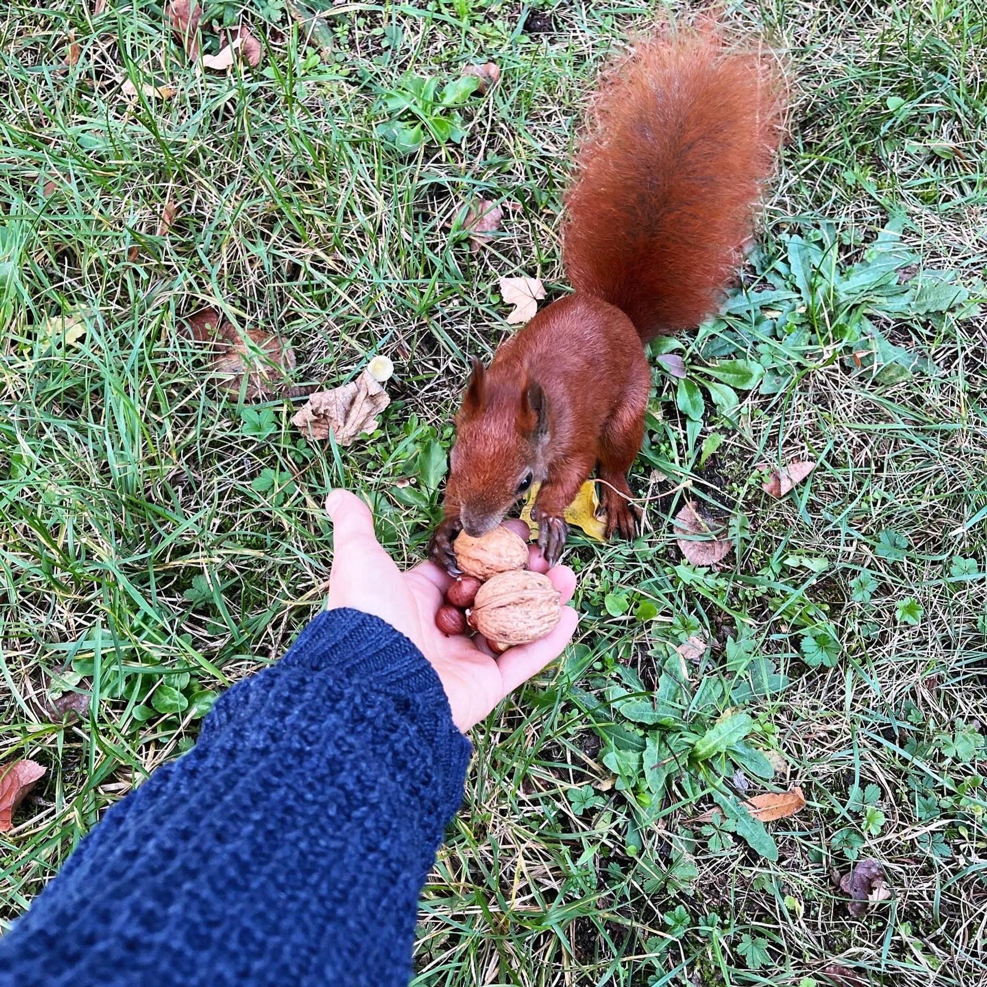 Eichhörnchen kriegt Nüsse aus der Hand