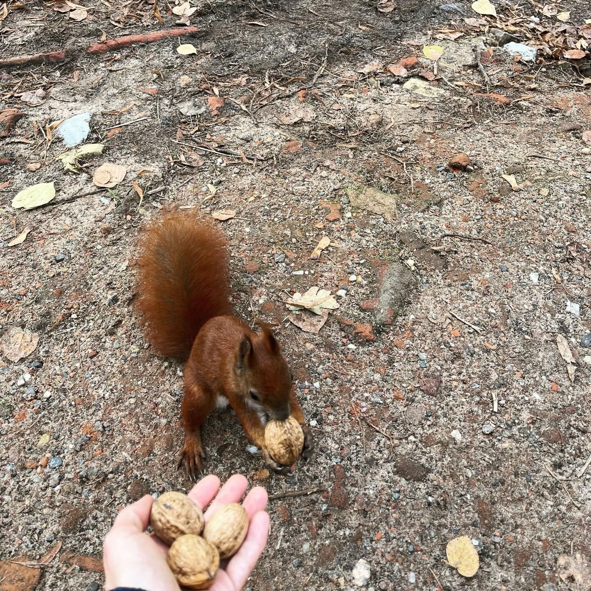 Eichhörnchen kriegt Nüsse aus der Hand