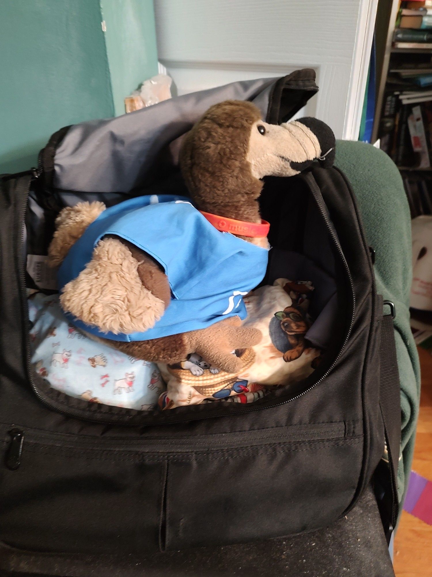 Pedro, the small plush dodo wearing a blue shirt and sitting on two small bags one with scenes of dogs in a beach and the other a powder blue with drawings of pugs and bulldogs. These are inside a black bag  on a folding chair.