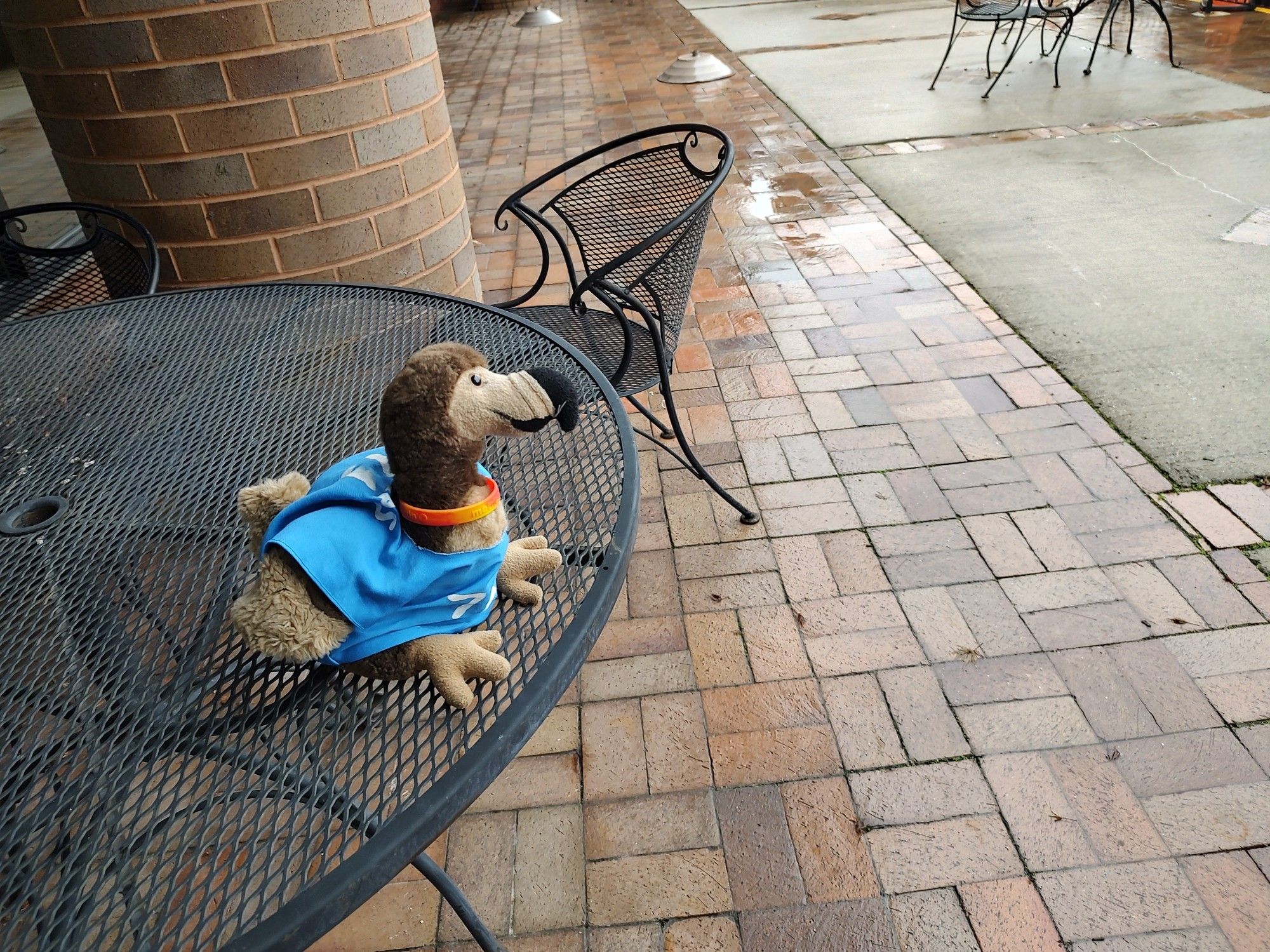 Pedro sits on a black mesh table outside of the hotel, making a dodo eyewitness weather report. He needs to get inside and help with set up