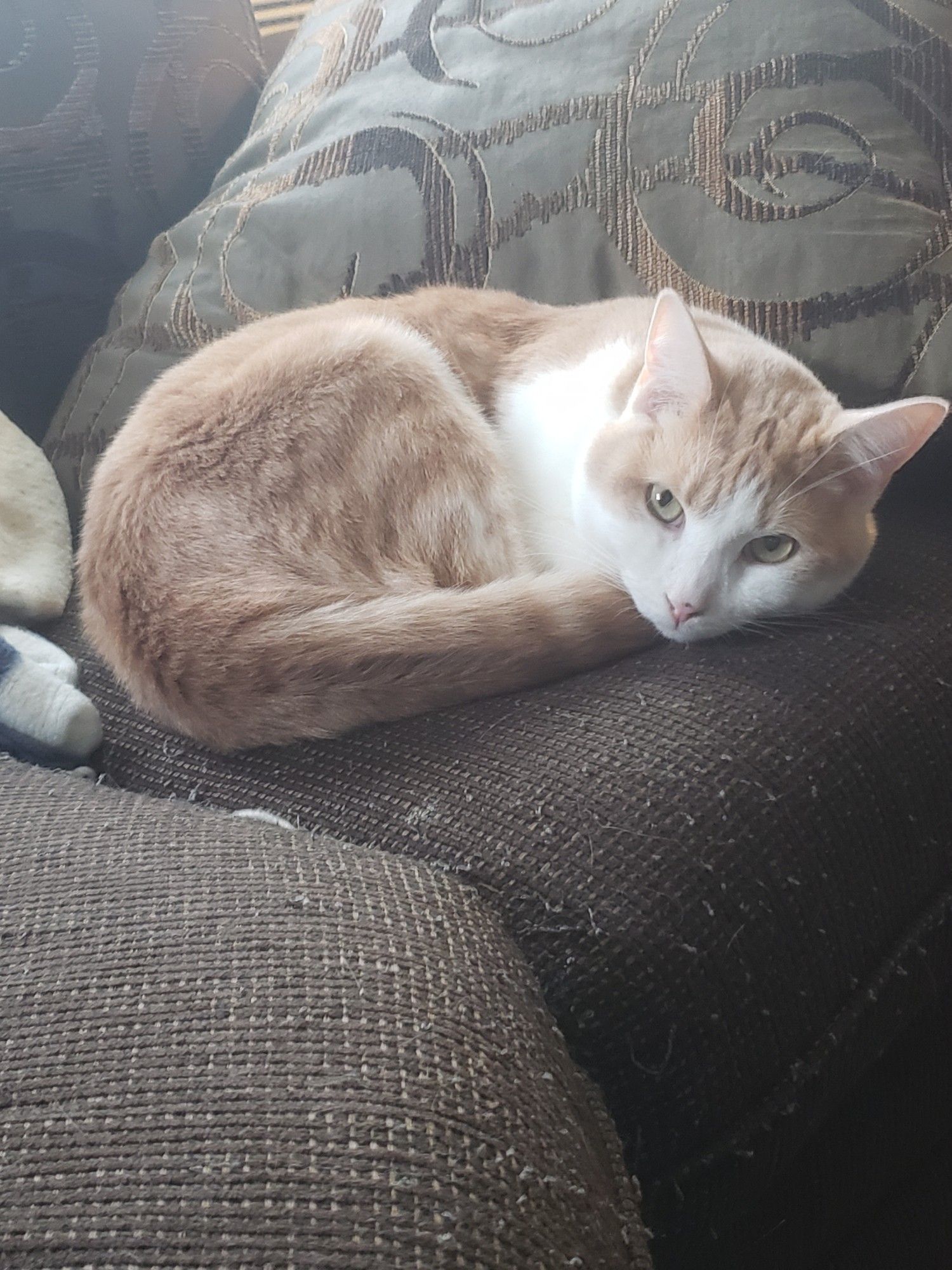 A ginger and white tabby with green eyes lays curled up like a little cinnamon role on a brown sofa, his tail tucked under his chin.