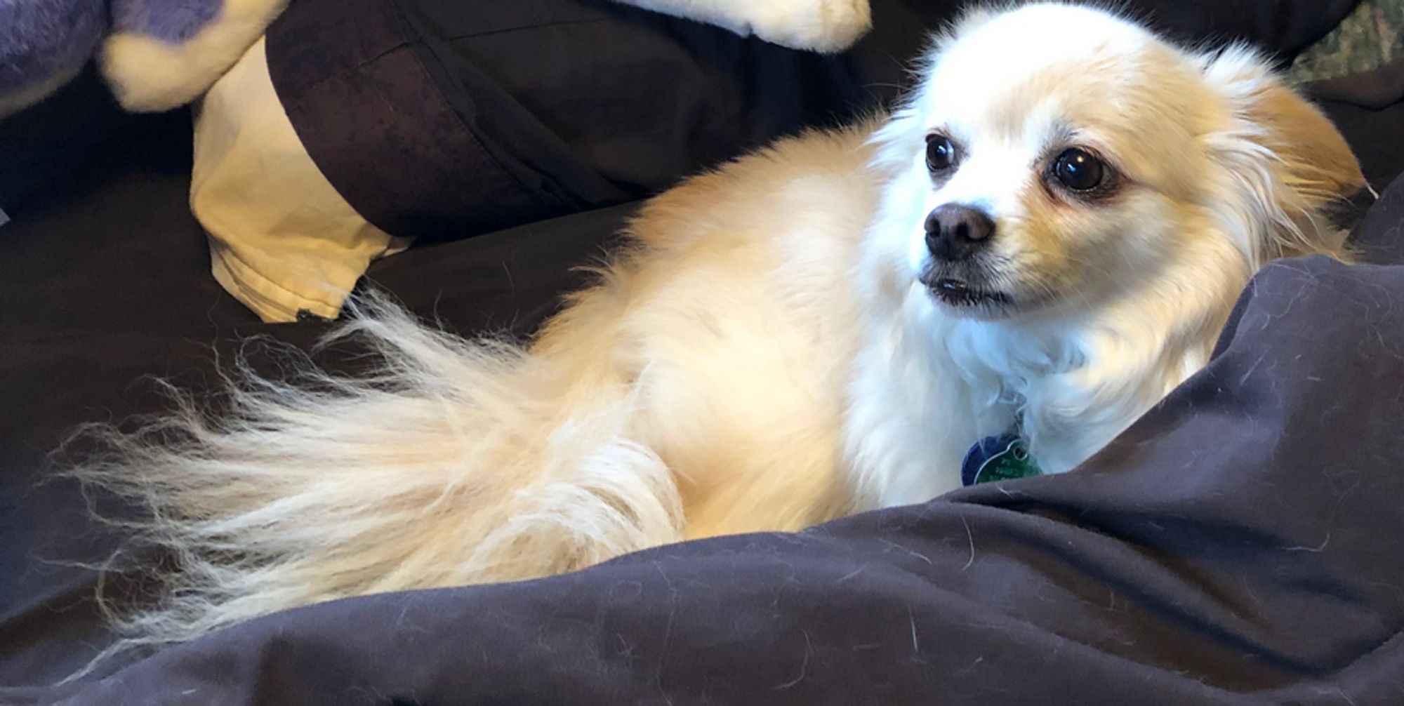 A fluffy white dog lying down on a bed.