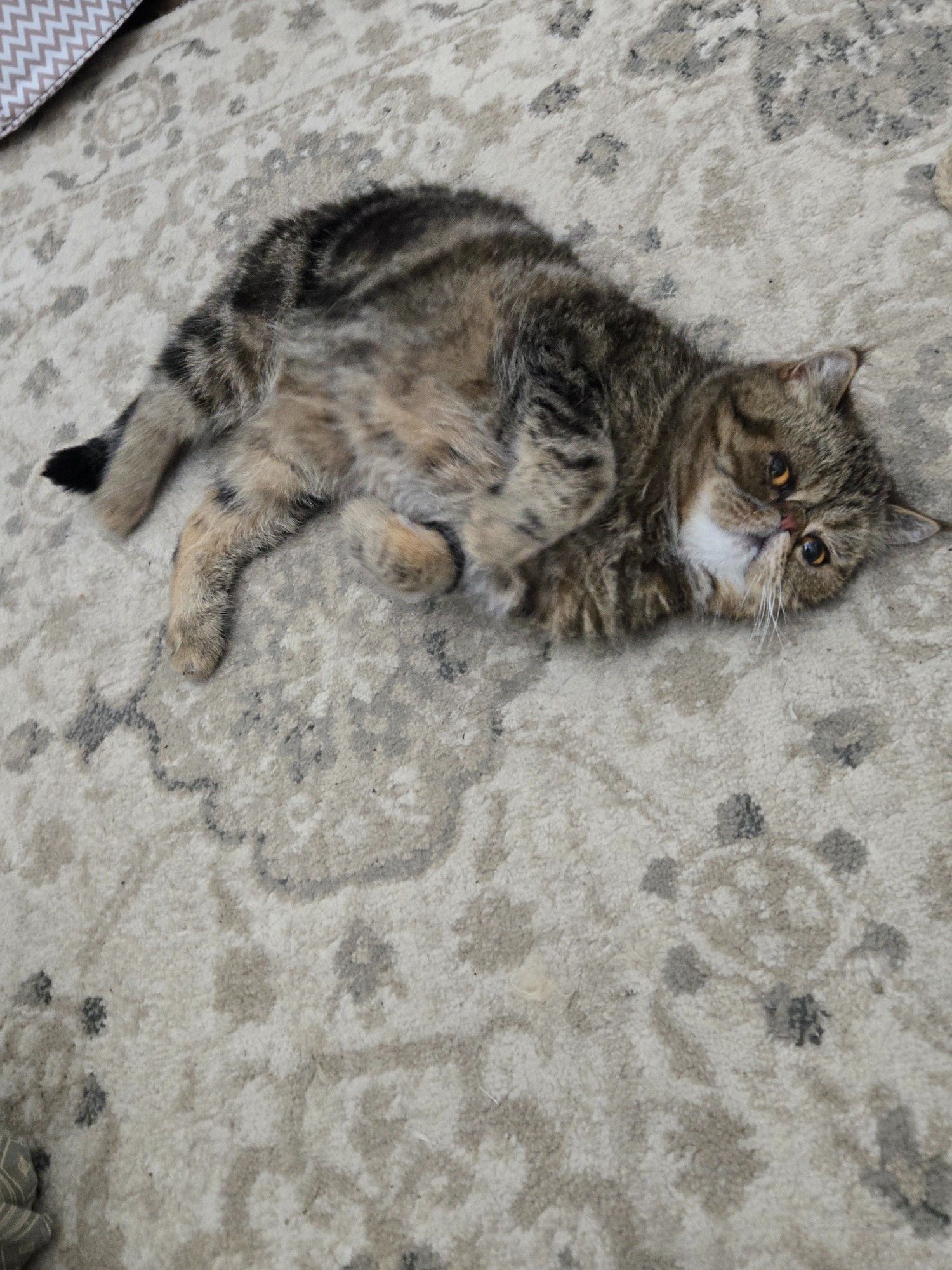 Dewey, the tabby black and tan short-haired Persian cat, on his side, front paws curled back toward his chest. He has a whit chin and big orange eyes  and he is posing like he knows he is cute.