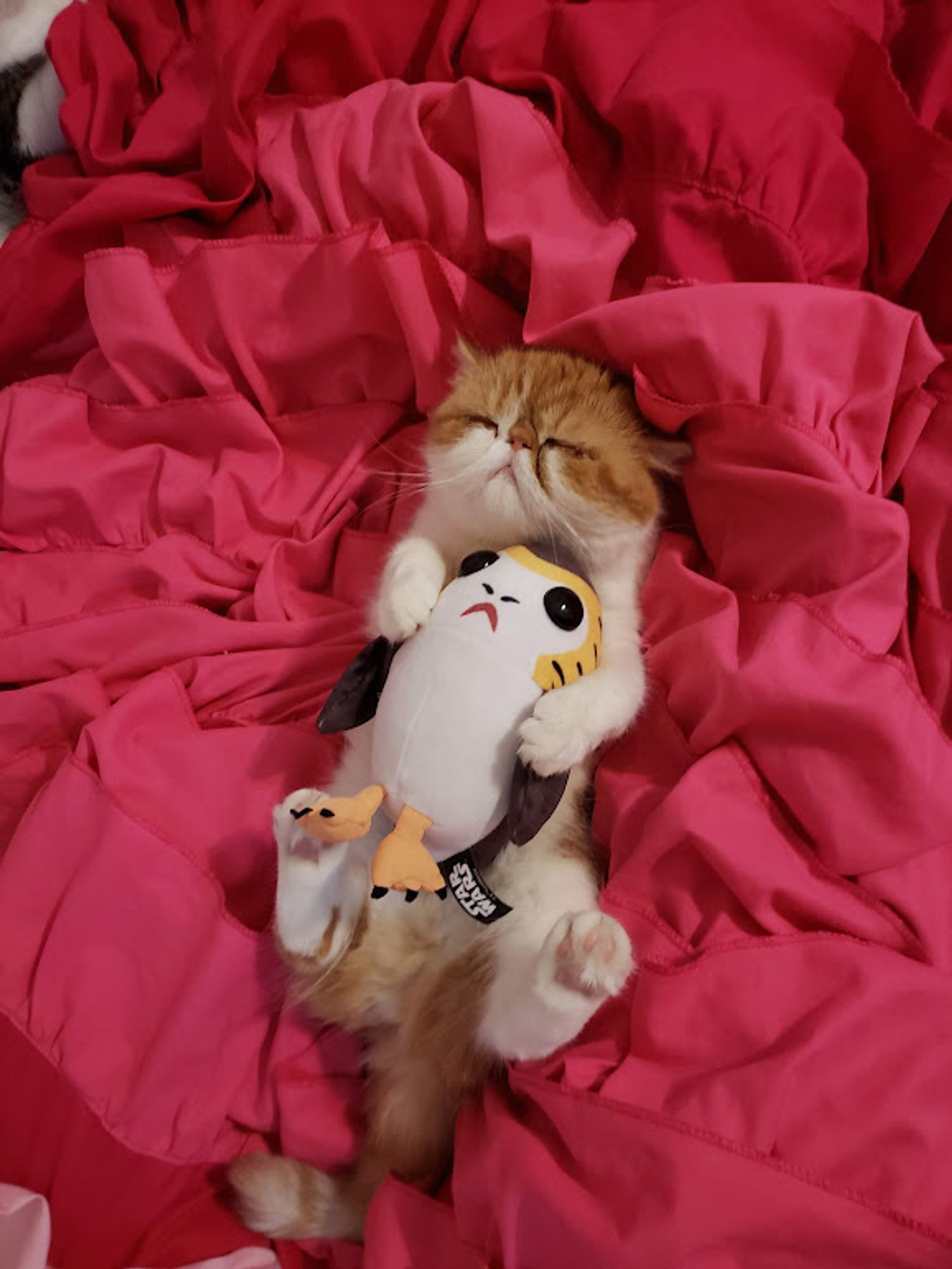 Our old girl Trixie (gone for about two years now) hugging a Porg and sleeping on our daughter's bed. Trixie was an orange tabby short-haired Persian - she lis laying on her back on a pink bedspread, feet in thei air.