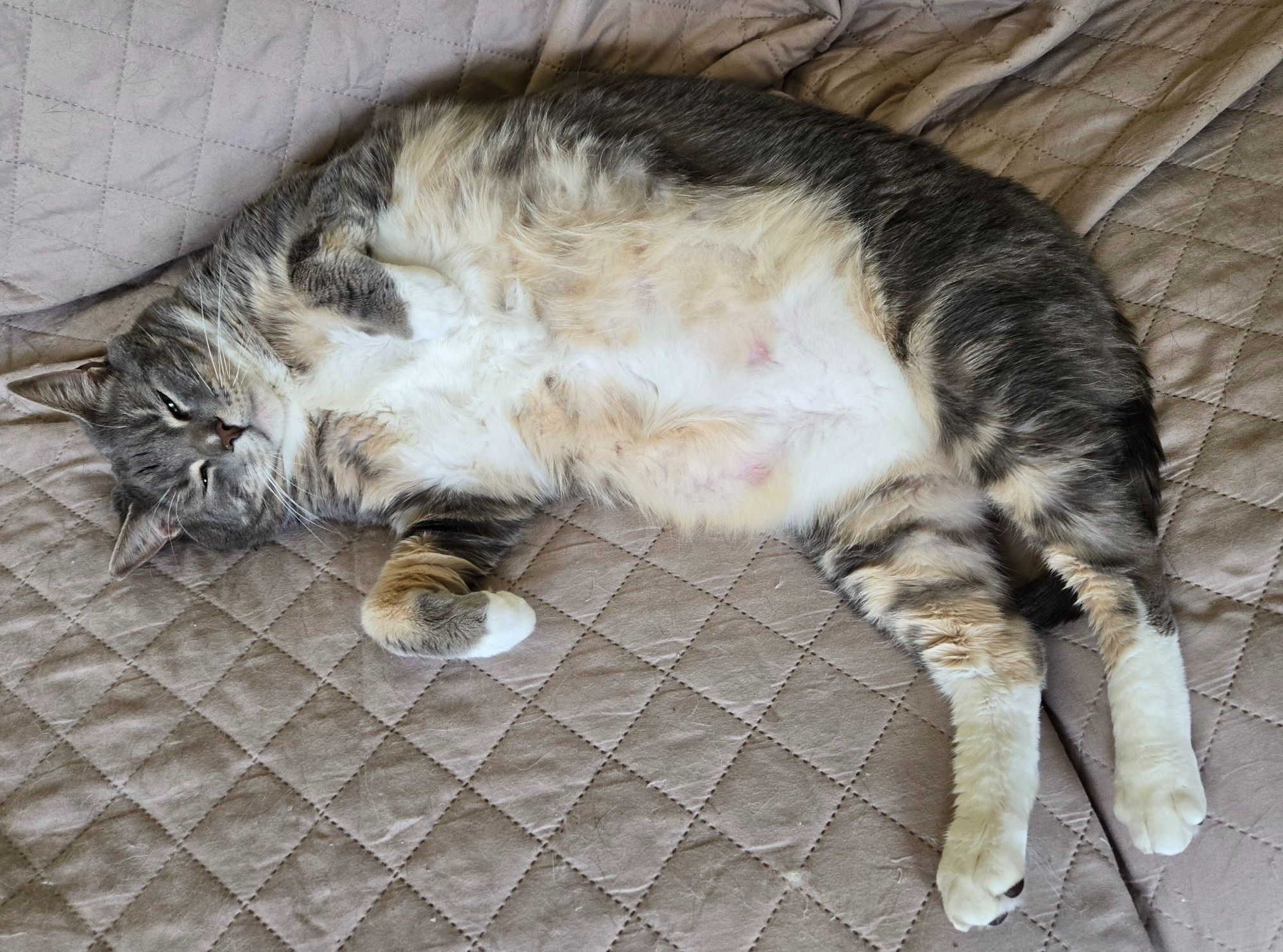 Crowley, a REALLY big diluted gray tabby cat, laying mostly on is back, paws up showing off his fluffy belly and white feet. He is alseep. (because of course he is)