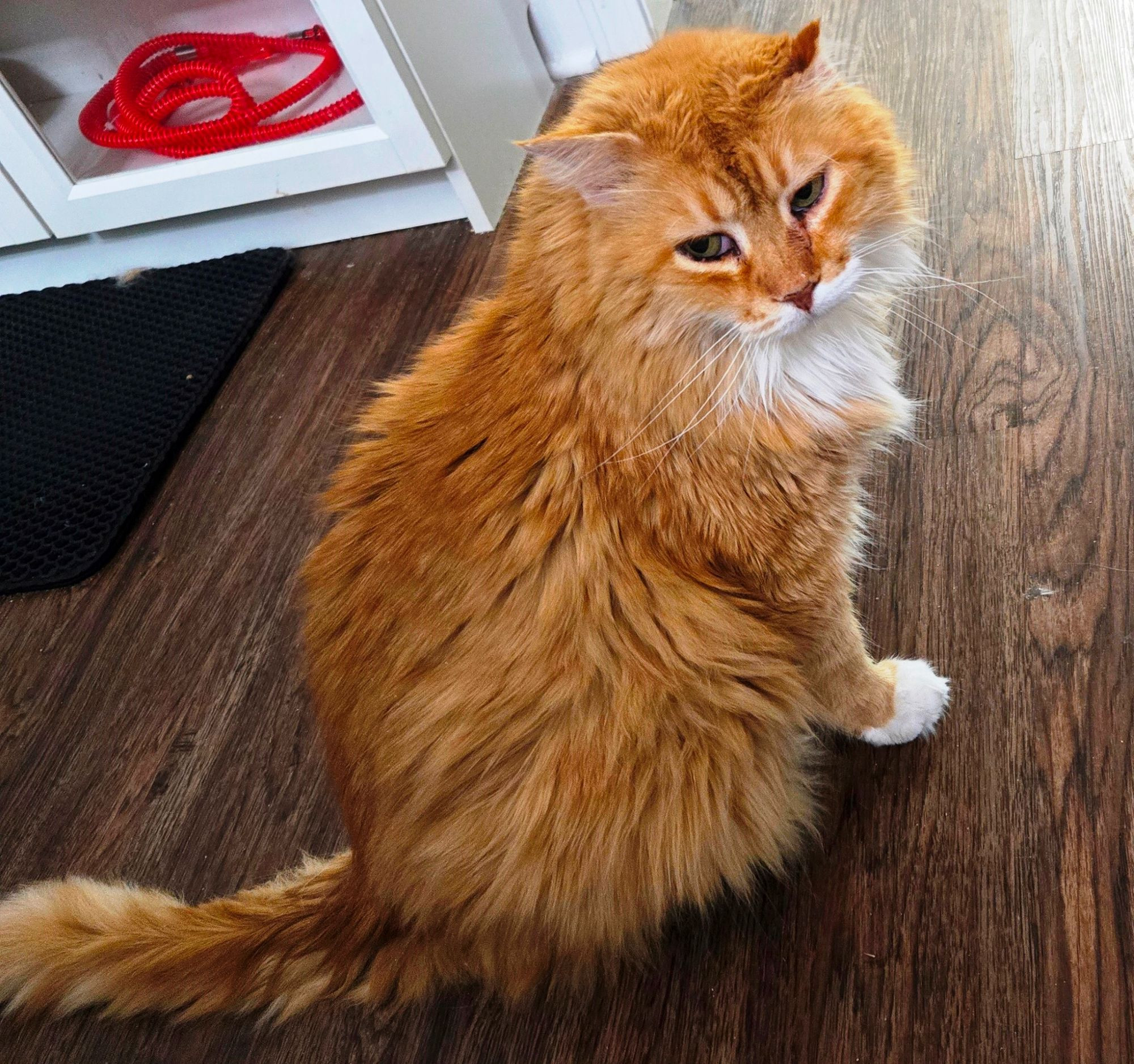 Sam Francisco, the old medium-haired orange cat with a white muzzle, beard and feet. He has dark, sort of slitted eyes and his left ear is sort of mangled from some long ago fight. We rescued him from our porch when his family left him behind.