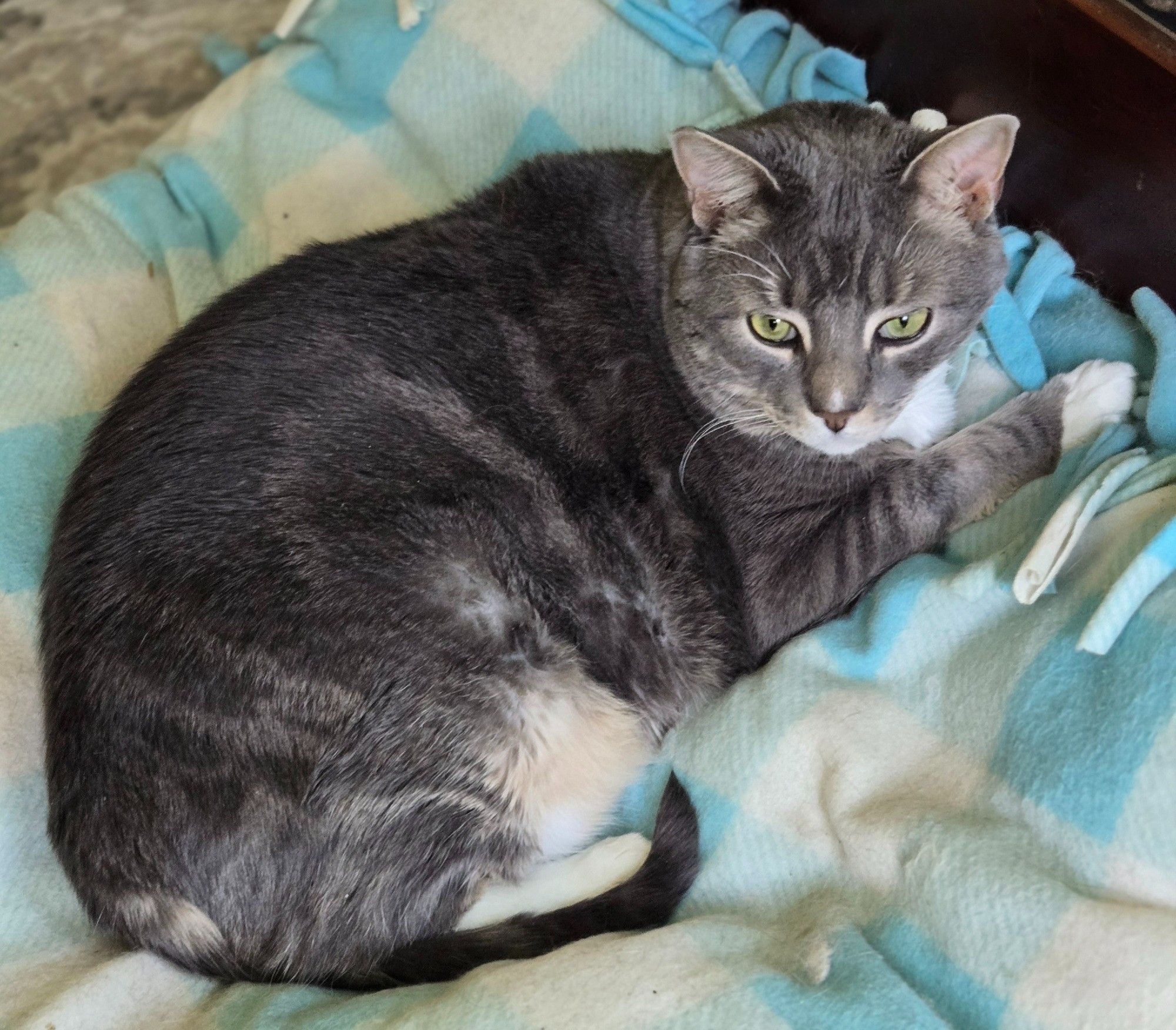 Mr. Crowley a diluted gray tabby - BIGBOY - 24 pounds, striped leges, white feet, big green eyes. He is laying on his left side on a white and light blue checkered dog bed.