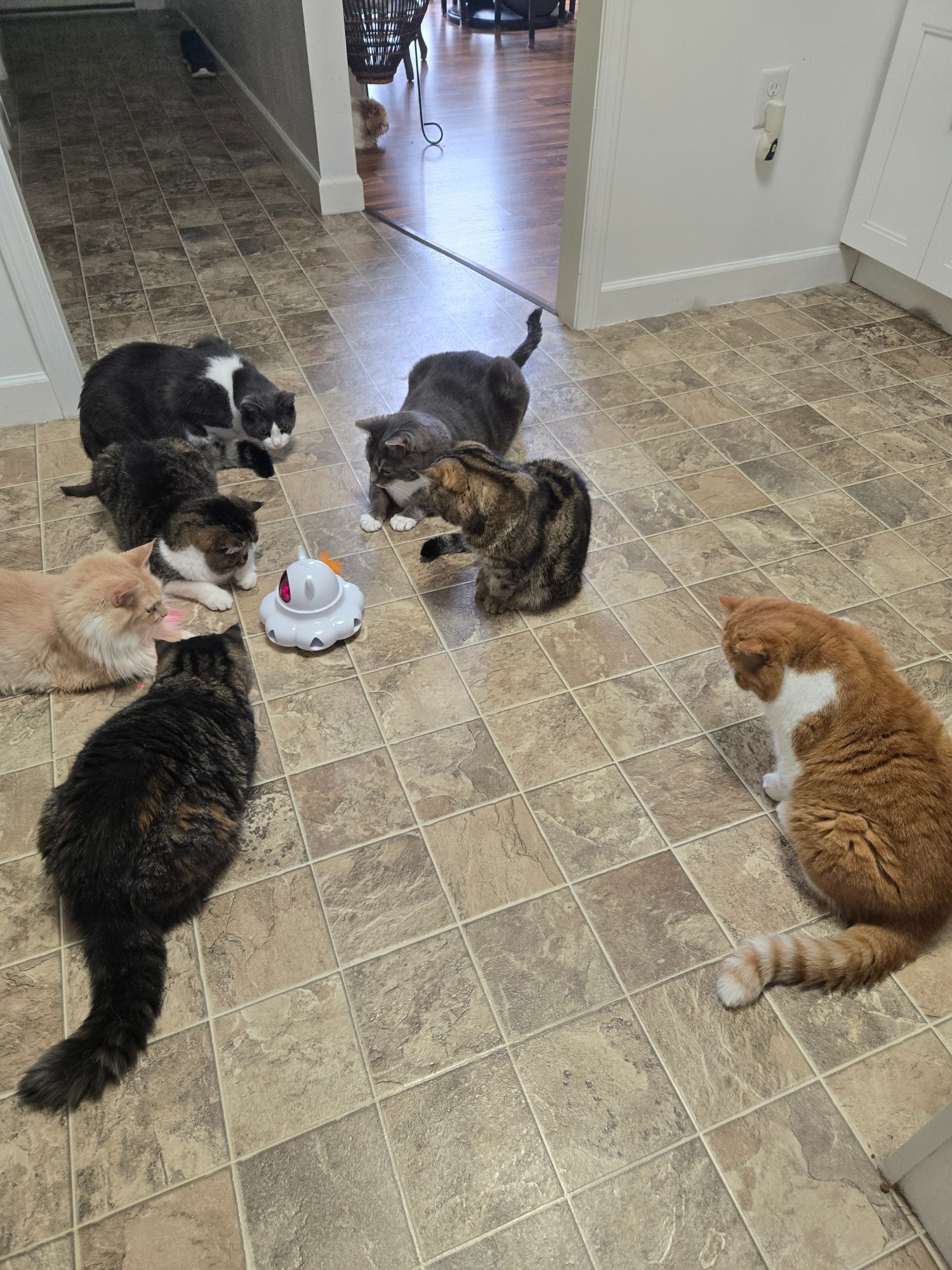 Seven of our 13 cats. Front left, Cartel - tabby short-haired Persian looking at the electric toy they are surrounding. Right front Webster, also a tabby short-haired Persian, but orange with a striped tail and a white chest and feet. Next on the left Sir Thomas, laying down, Creme colored Norwegian forest cat mix with white beard and feet. Across from him is Dewey, our smallest, another short-haired Persian - brown and black tabby. Across from him and slightly behind Thomas is Stormageddon another short-haired Persian tabby, mostly brown and black with white belly, legs, and chest, laying down watching the toy. The back row is two rescues, Pants, a dark gray tuxedo cat with a white collar, chest, legs and feet, and Mr Crowley, the 24 pound total unit. He is a diluted gray tabby with a white bib and white feet. Mostly gray