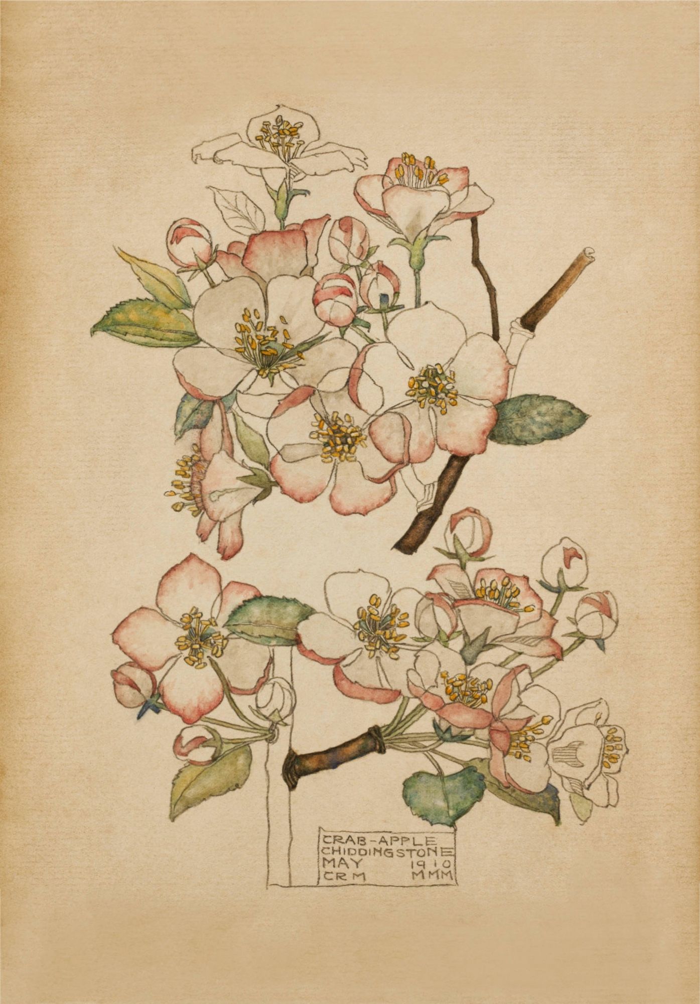 "The blossomest blossom". "Crab Apple". Charles Rennie Mackintosh. 1910.

Available ready framed for instant display. Unframed too. Order yours