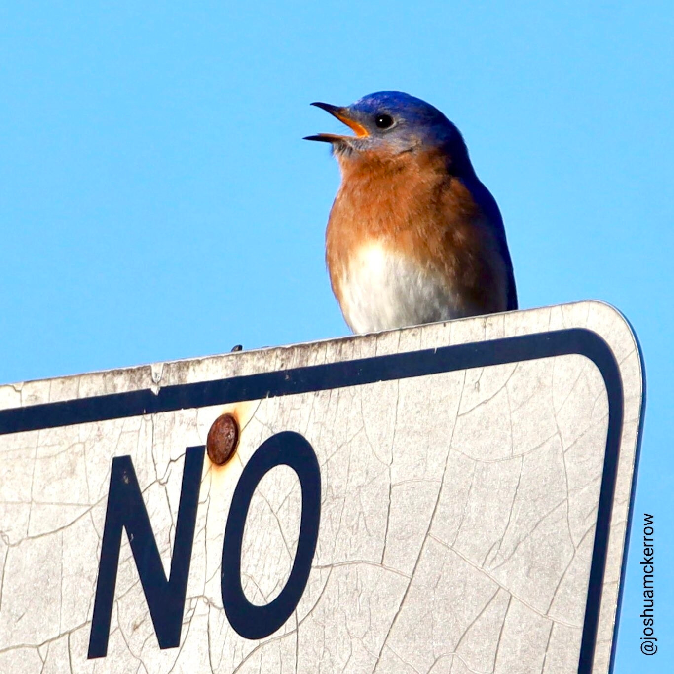 A bird sitting on a traffic sign, beak open as if speaking. The photo is cropped so all you see of the sign is a huge "NO".