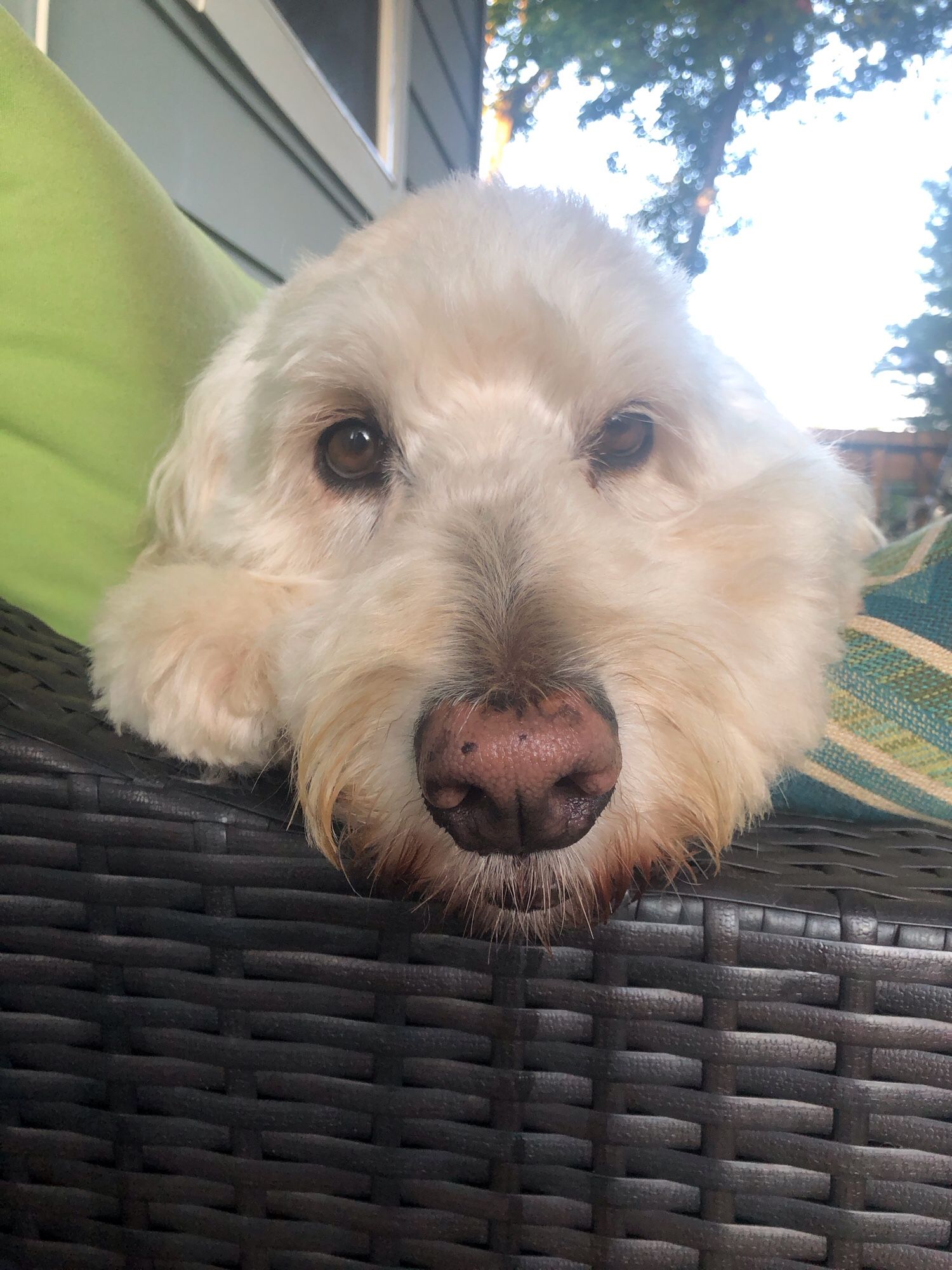 Maggie the cream colored golden doodle lying on a green outdoor couch. Her chin is on the armrest and she is looking directly at the camera