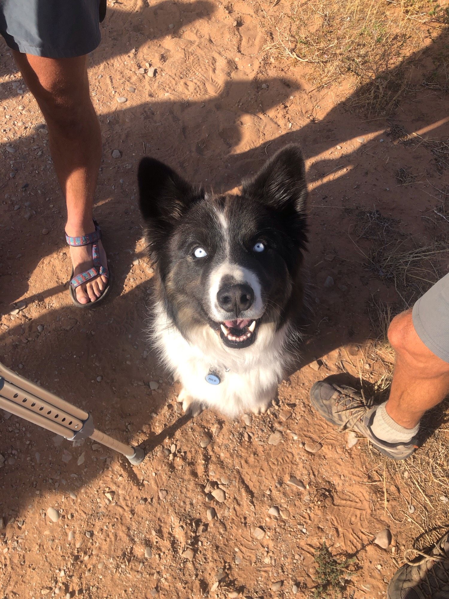 A dog of mixed breeds named Milo. Milo is sitting and looking at the camera. He has a black face and ears, with a white muzzle and a thin white stripe up the center of his forehead. Milo has mesmerizing light blue eyes. He is very excited to be going on a hike.