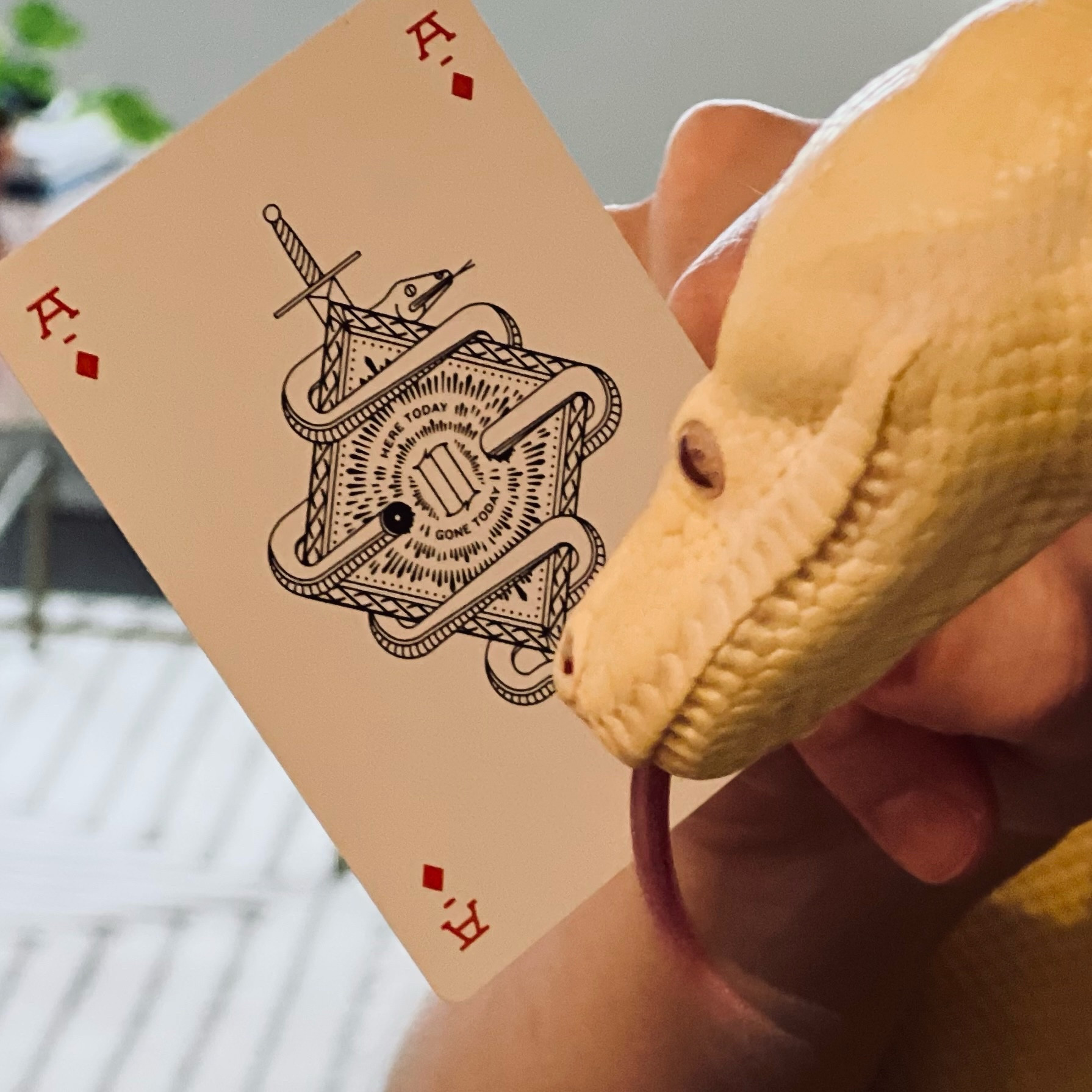 Luna the albino boa constrictor sticking her tongue out and looking at a Misc. Goods Co. ace of diamonds playing card that I am holding in front of to her. The card has a really cool design on it, incorporating a snake with its tongue out, a sword cutting the snake in half, and the words "HERE TODAY / GONE TODAY."