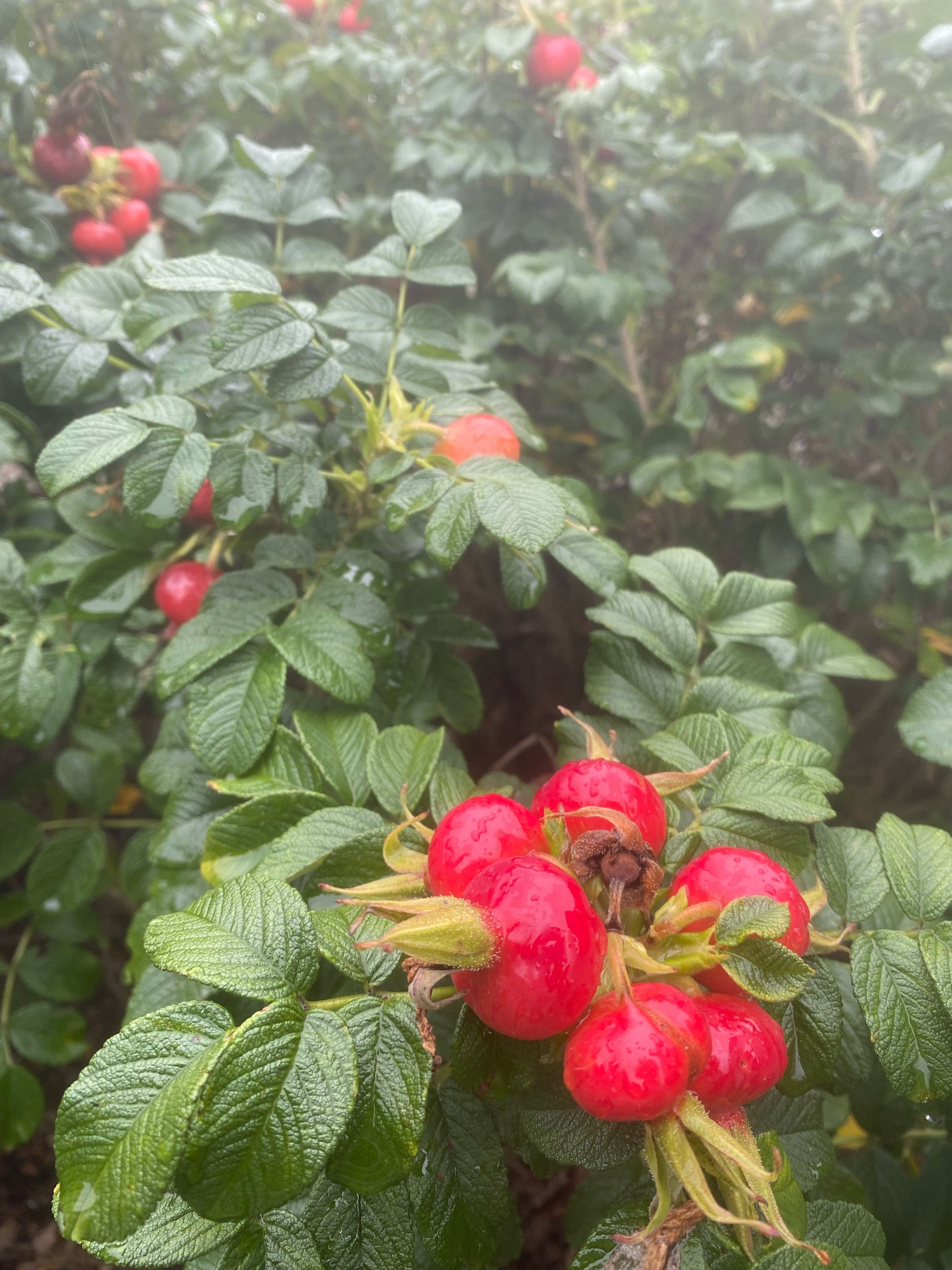 Red rosehips on a rugosa rosebush. It's been raining.