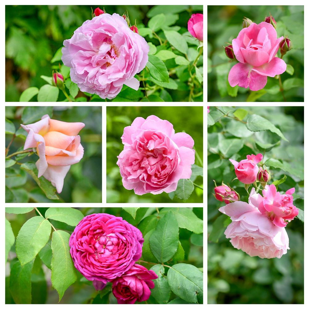 Collage of six close-up photographs of roses in various shades of pink and peach. The blooms range from tightly furled buds to fully open flowers with layered petals, set against green foliage. Different varieties are shown, highlighting diverse forms and textures.
