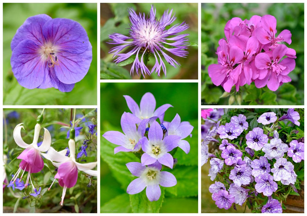 Collage of vibrant magenta and purple flowers. Top left: single violet-blue geranium bloom; top centre: spiky lavender cornflower; top right: cluster of bright pink pelargoniums; bottom left: delicate pink and white fuchsias; bottom centre: soft lilac star-shaped campanula; bottom right: trailing pale purple petunias.