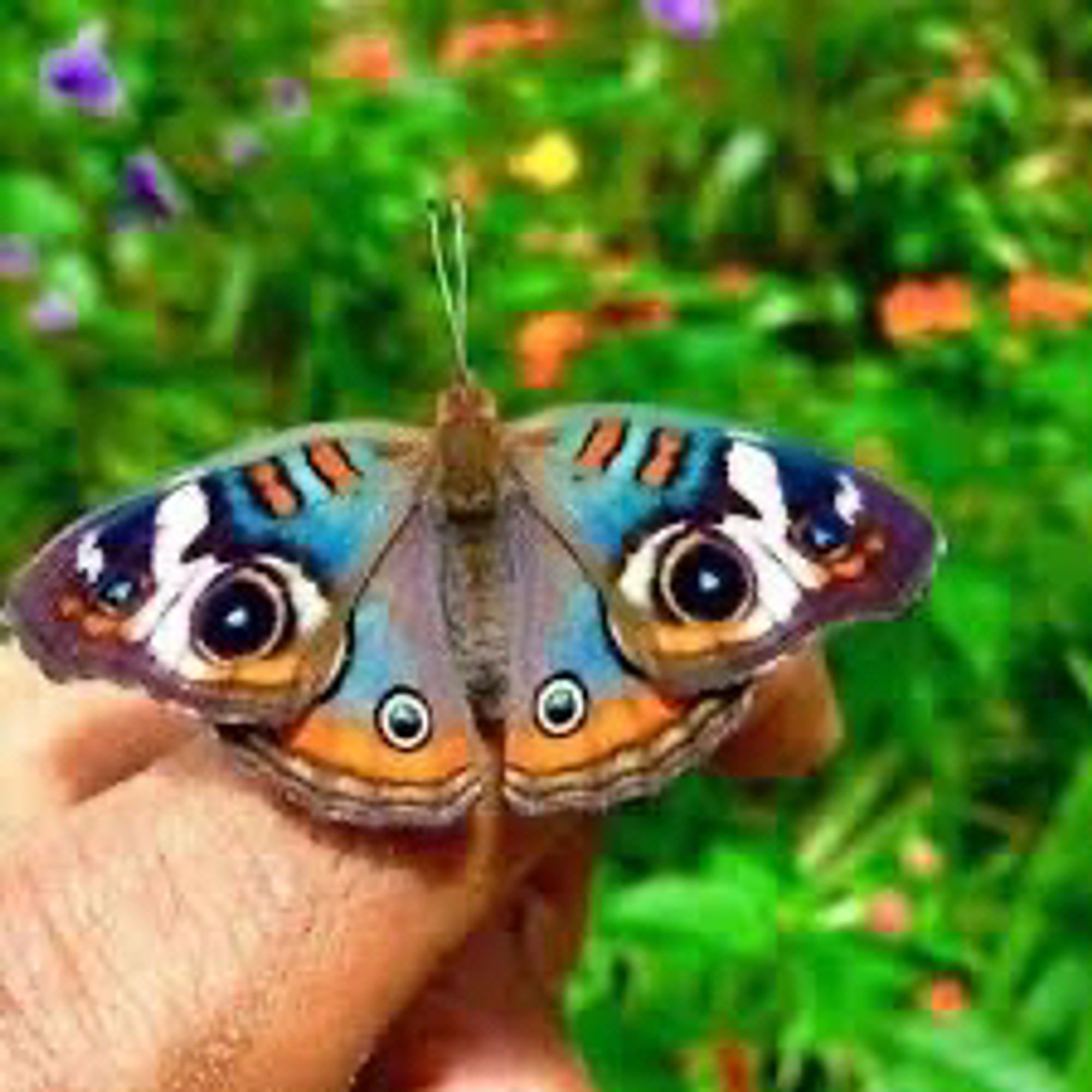 butterfly with circular patterns on wings resembling eyes