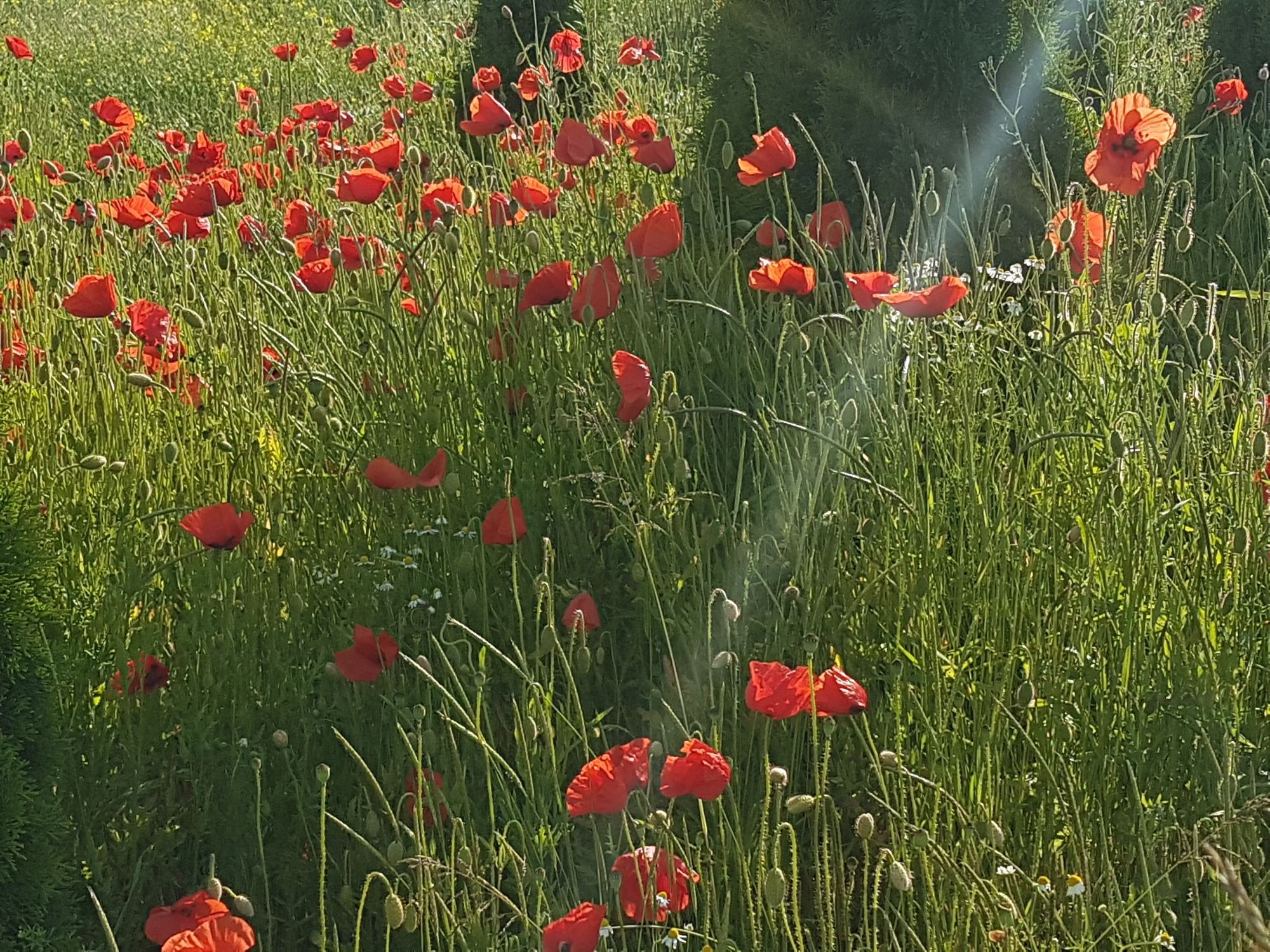 Mohnblumen auf einer Wiese von Sonne bestrahlt.