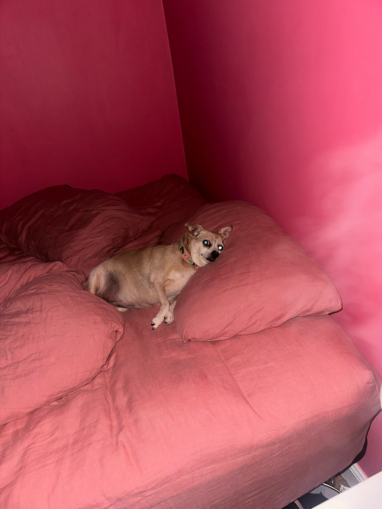 A brown chihuahua mix laying corpulently on a pillow like a human on a pink comforter