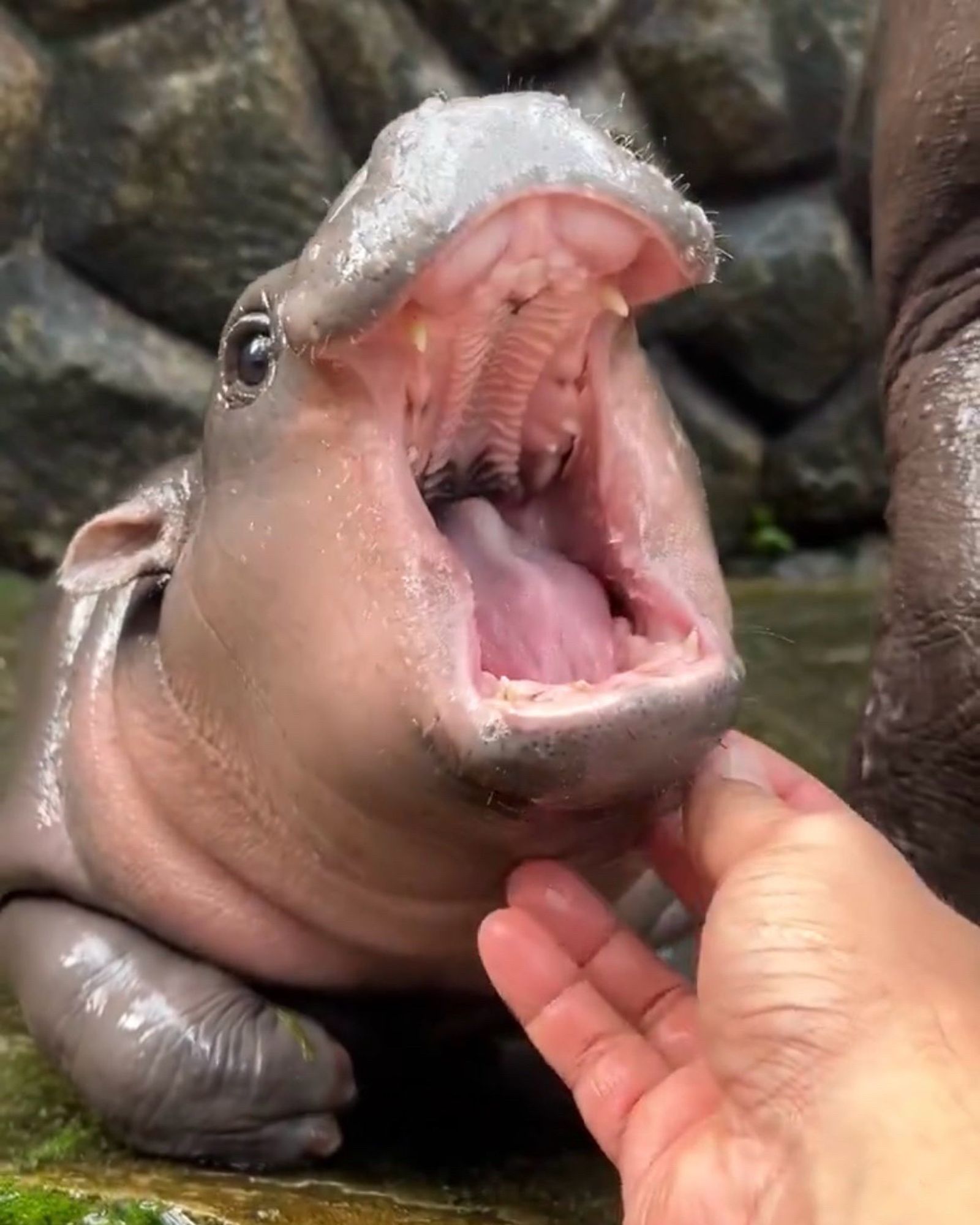 Moo Deng the baby Pygmy hippo opening her mouth wide to reveal four or five teeth have grown in. A zookeeper is petting under her chin