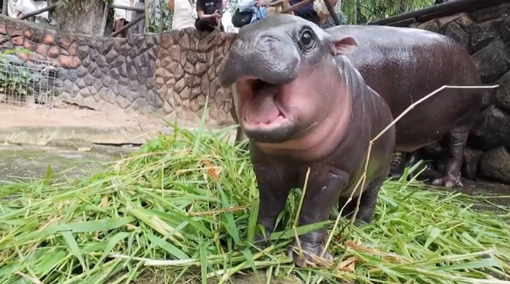 Moo Deng the baby hippo opening her mouth wide