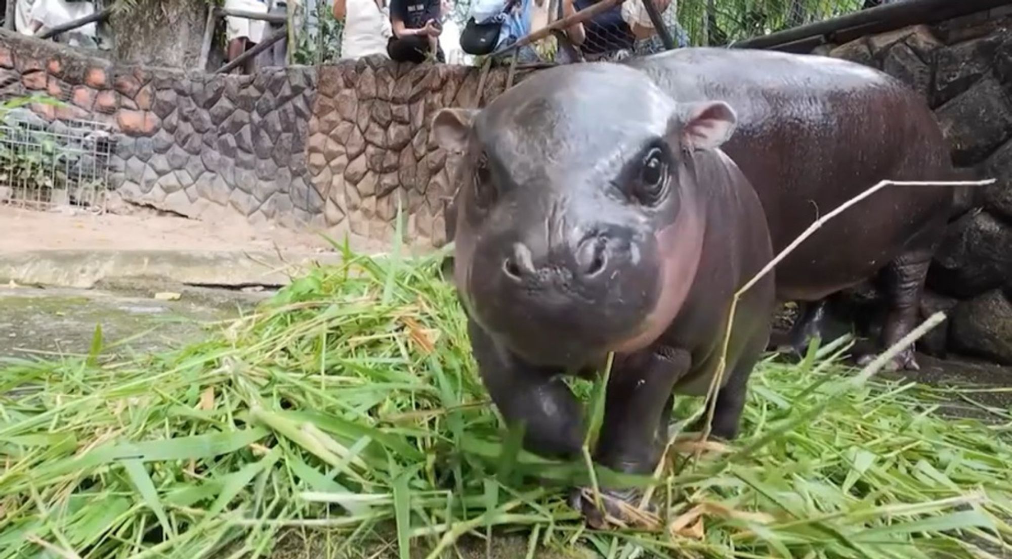 Moo Deng the baby hippo approaching a patch of grass