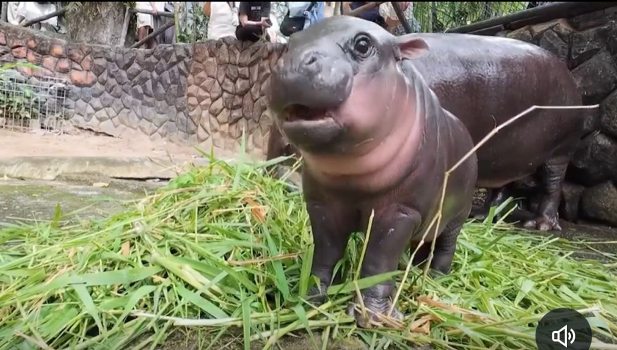 Moo Deng the baby hippo looking vacantly ahead