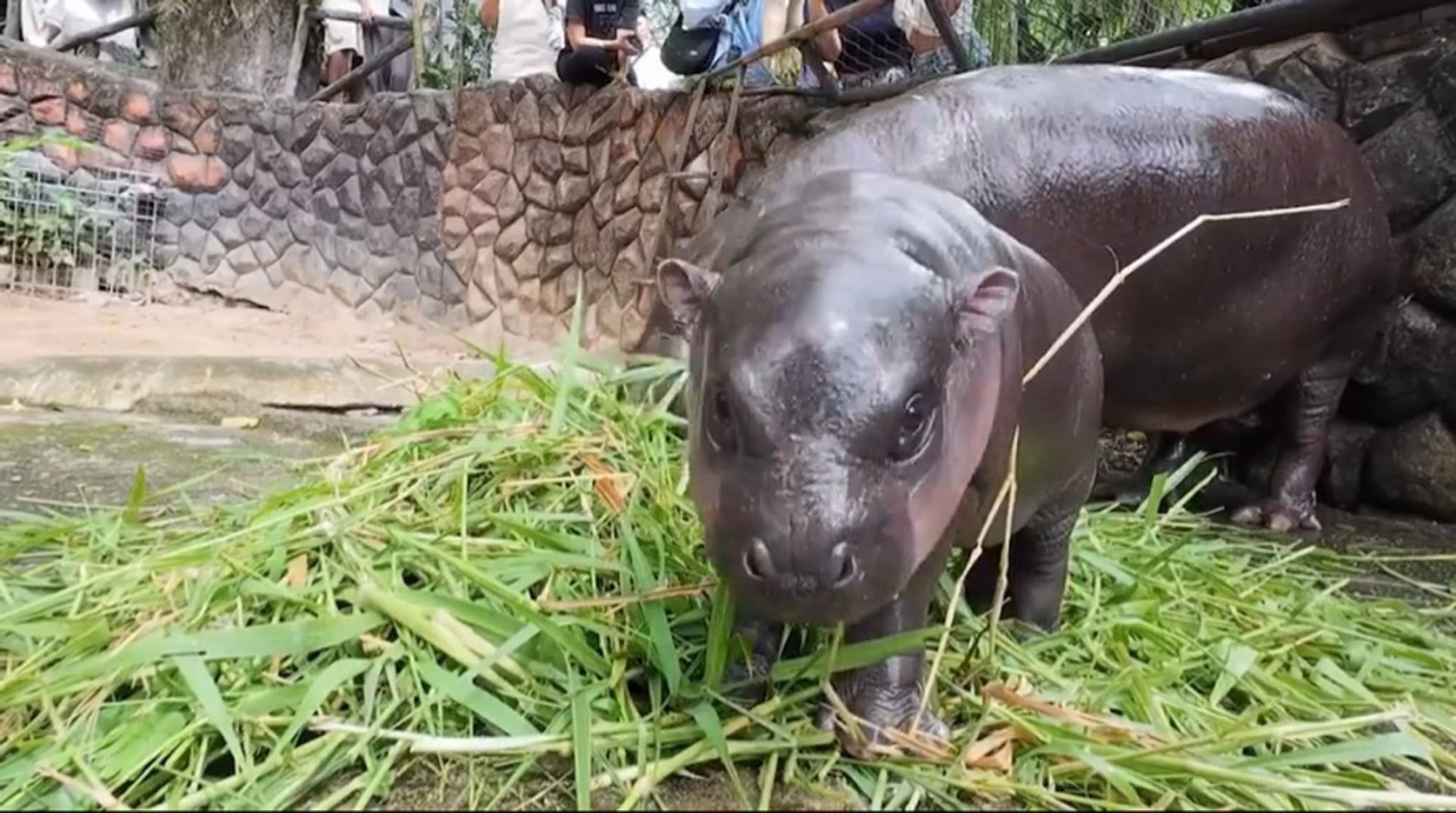 Moo Deng the baby hippo pantomiming eating grass