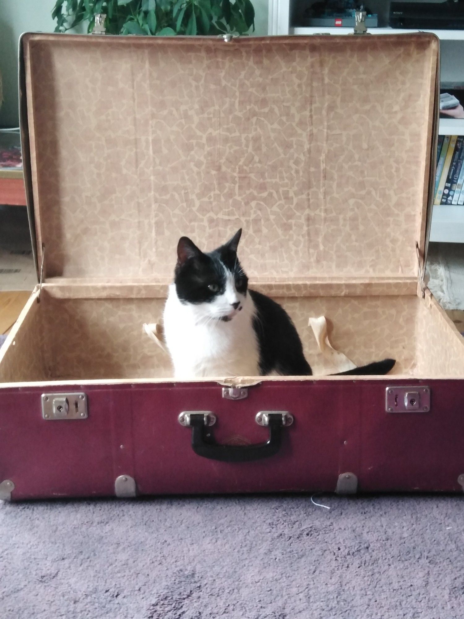 Tuxedo cat sat in a old red suitcase