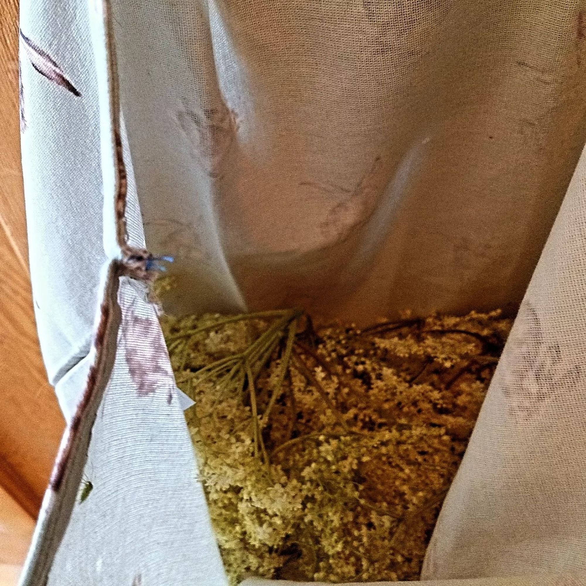 Inside view of a cotton tote bag filled with elderflower flower heads