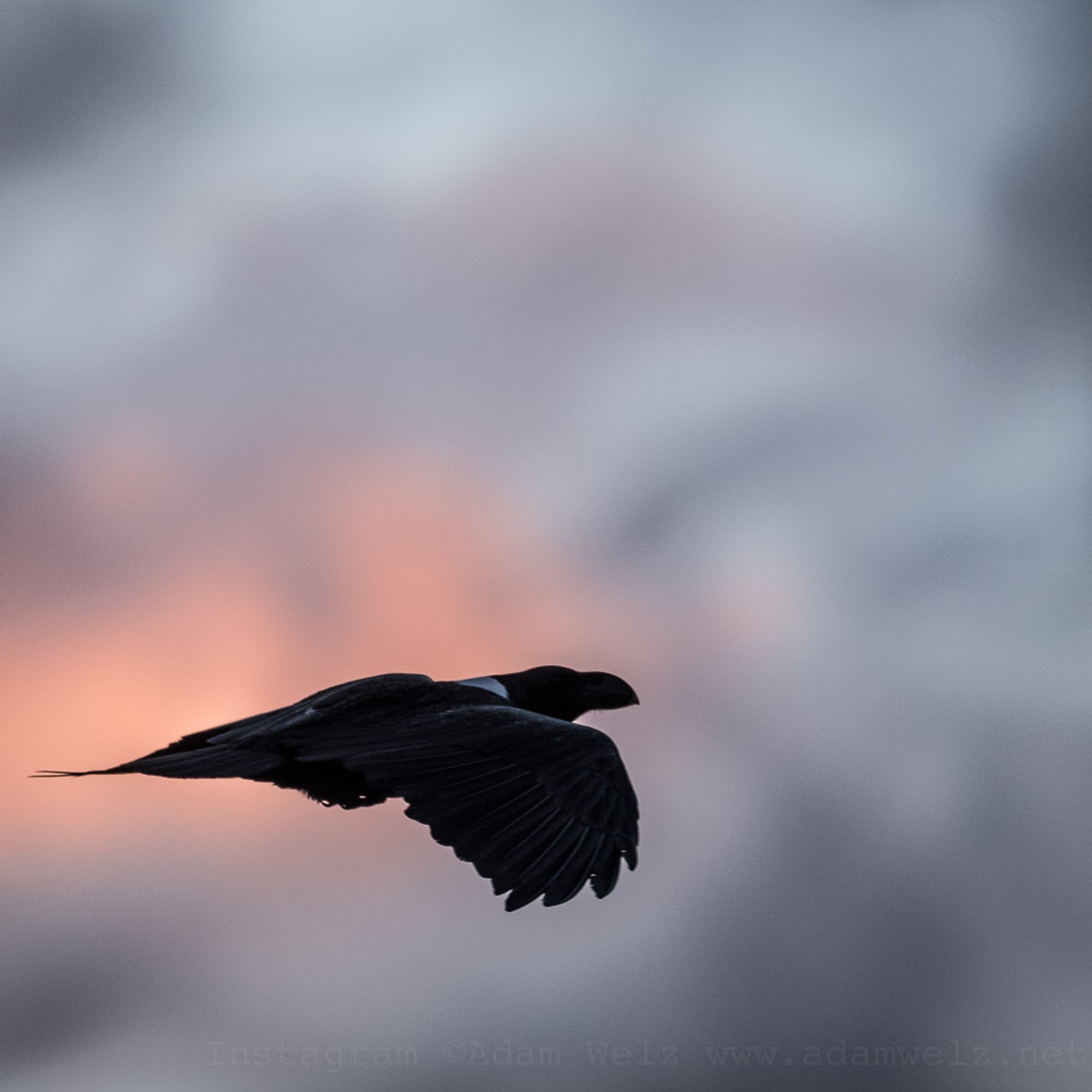 White-necked Raven almost silhouetted against pink and gray clouds