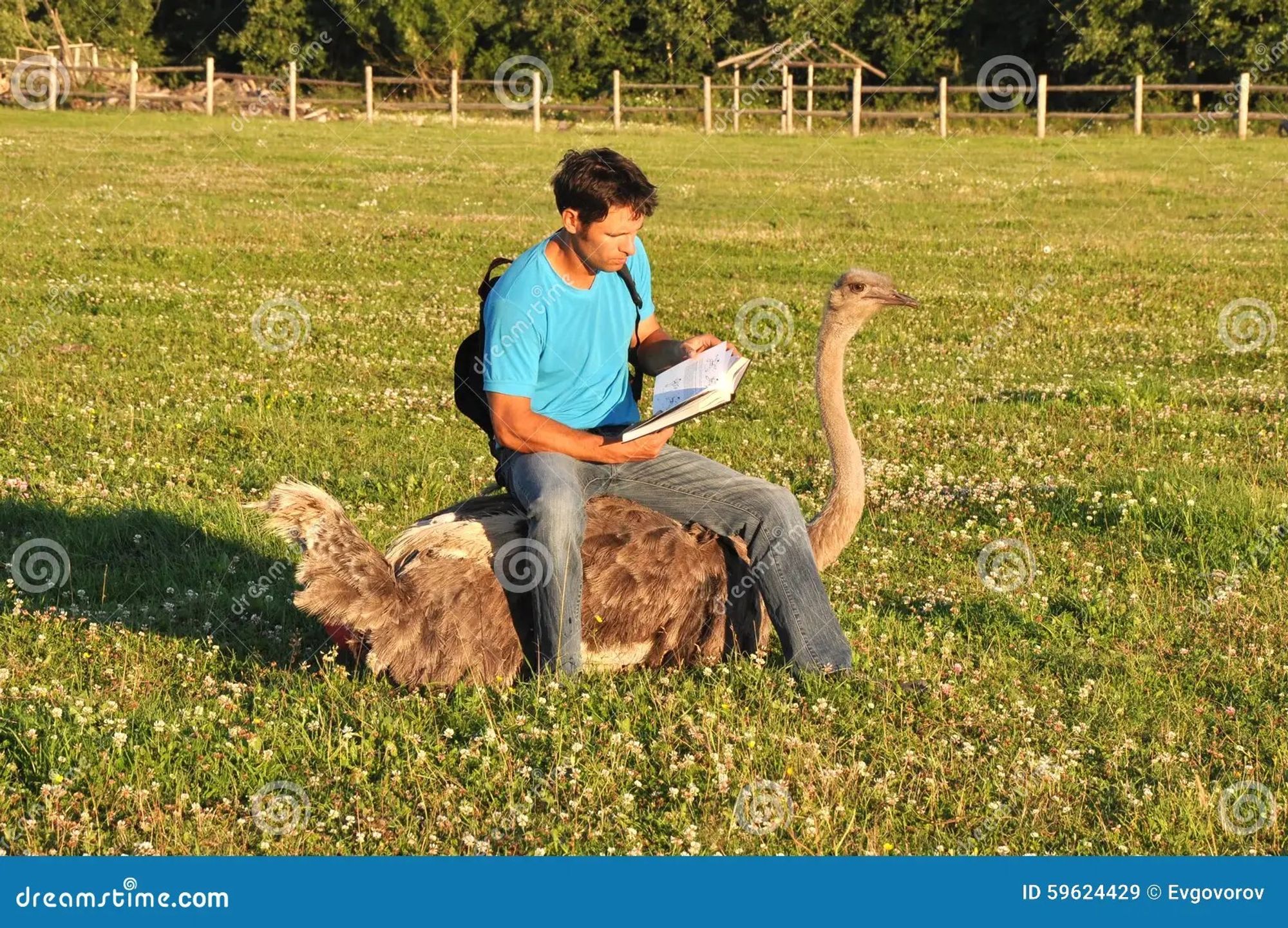 Man sitting on an ostrich reading a book. This is all I could find when I searched "ostrich reading a book." Do better, internet. Come on.