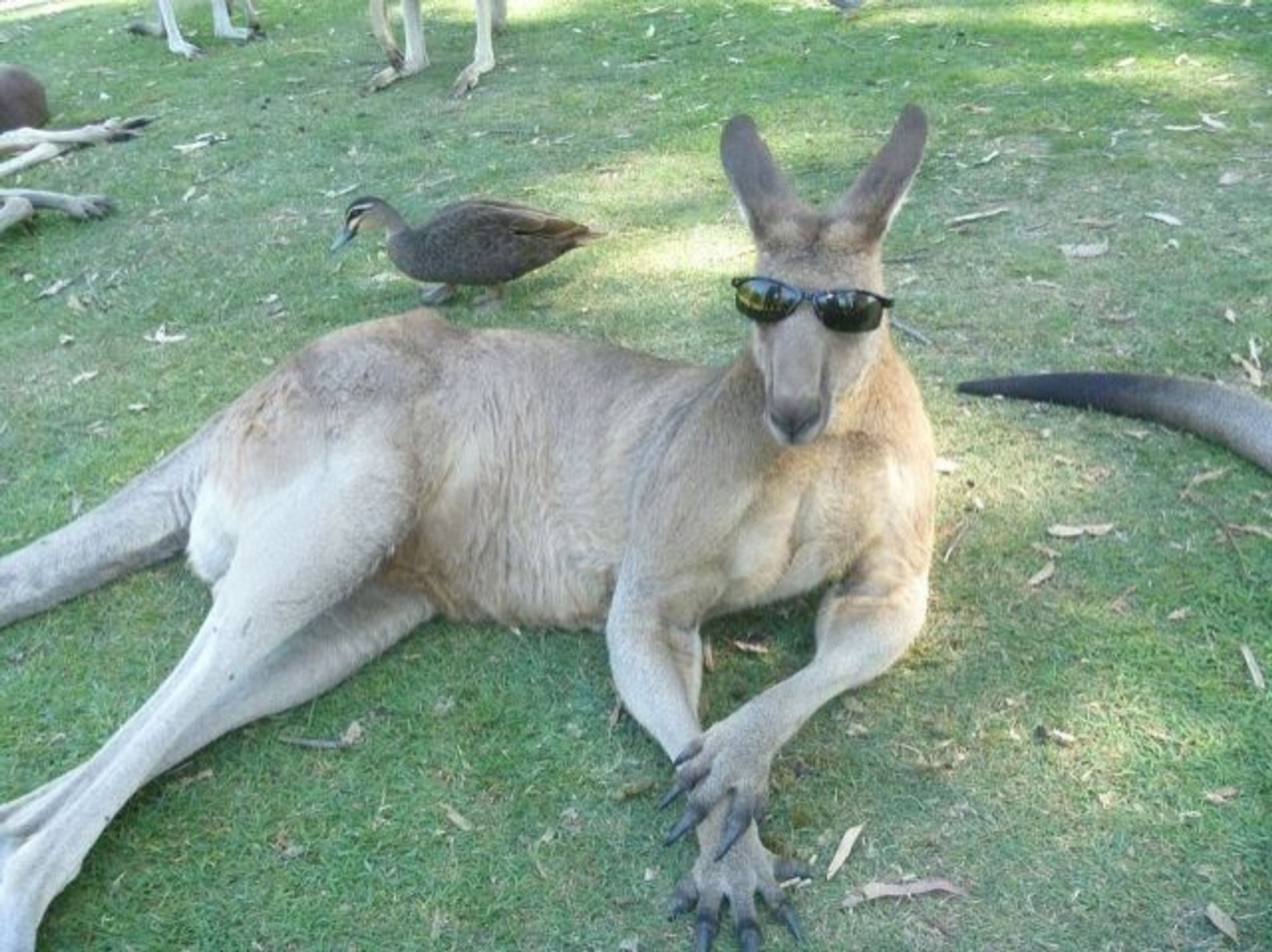 A kangaroo laying down with sunglasses on, looking cool af.