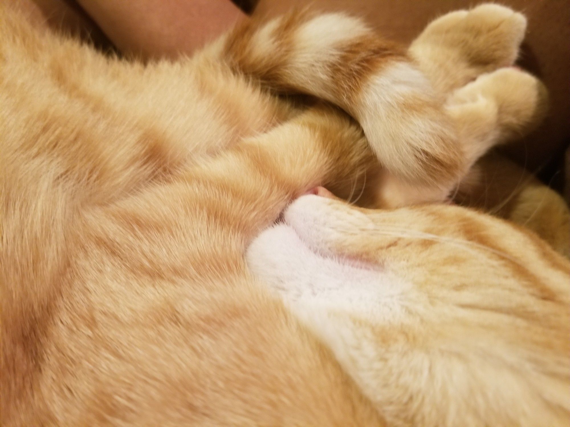 Close up of an orange kitty snoozing on this poster's lap.