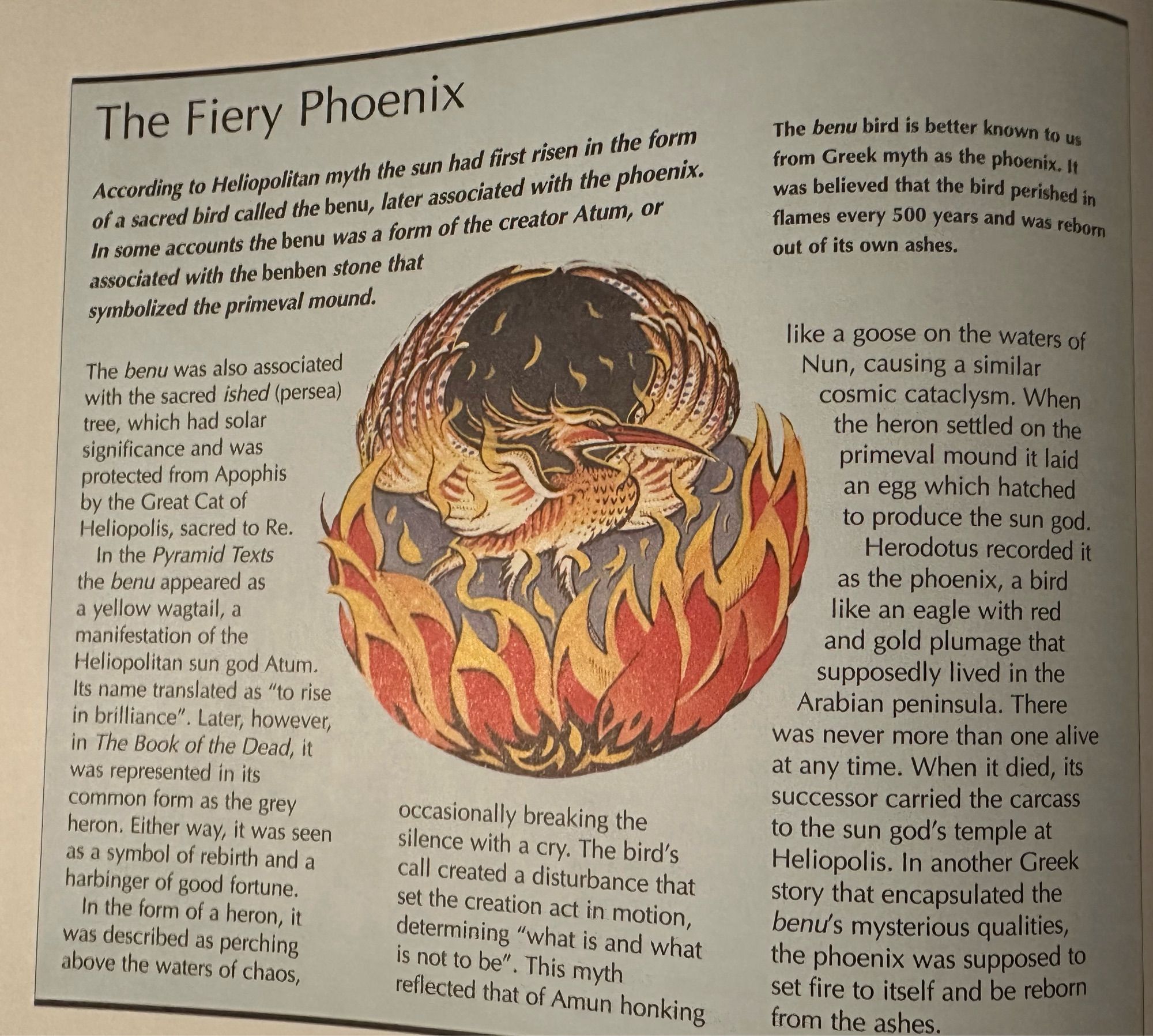 The Fiery Phoenix
According to Heliopolitan myth the sun had first risen in the form of a sacred bird called the benu, later associated with the phoenix.
In some accounts the benu was a form of the creator Atum, or associated with the benben stone that symbolized the primeval mound.
The benu was also associated with the sacred ished (persea) tree, which had solar significance and was protected from Apophis by the Great Cat of Heliopolis, sacred to Re.
In the Pyramid Texts the benu appeared as a yellow wagtail, a manifestation of the Heliopolitan sun god Atum.
Its name translated as "to rise in brilliance". Later, however, in The Book of the Dead, it was represented in its common form as the grey heron. Either way, it was seen as a symbol of rebirth and a harbinger of good fortune.
In the form of a heron, it was described as perching above the waters of chaos,
occasionally breaking the silence with a cry. The bird's call created a disturbance that set the creation act in motion, determi