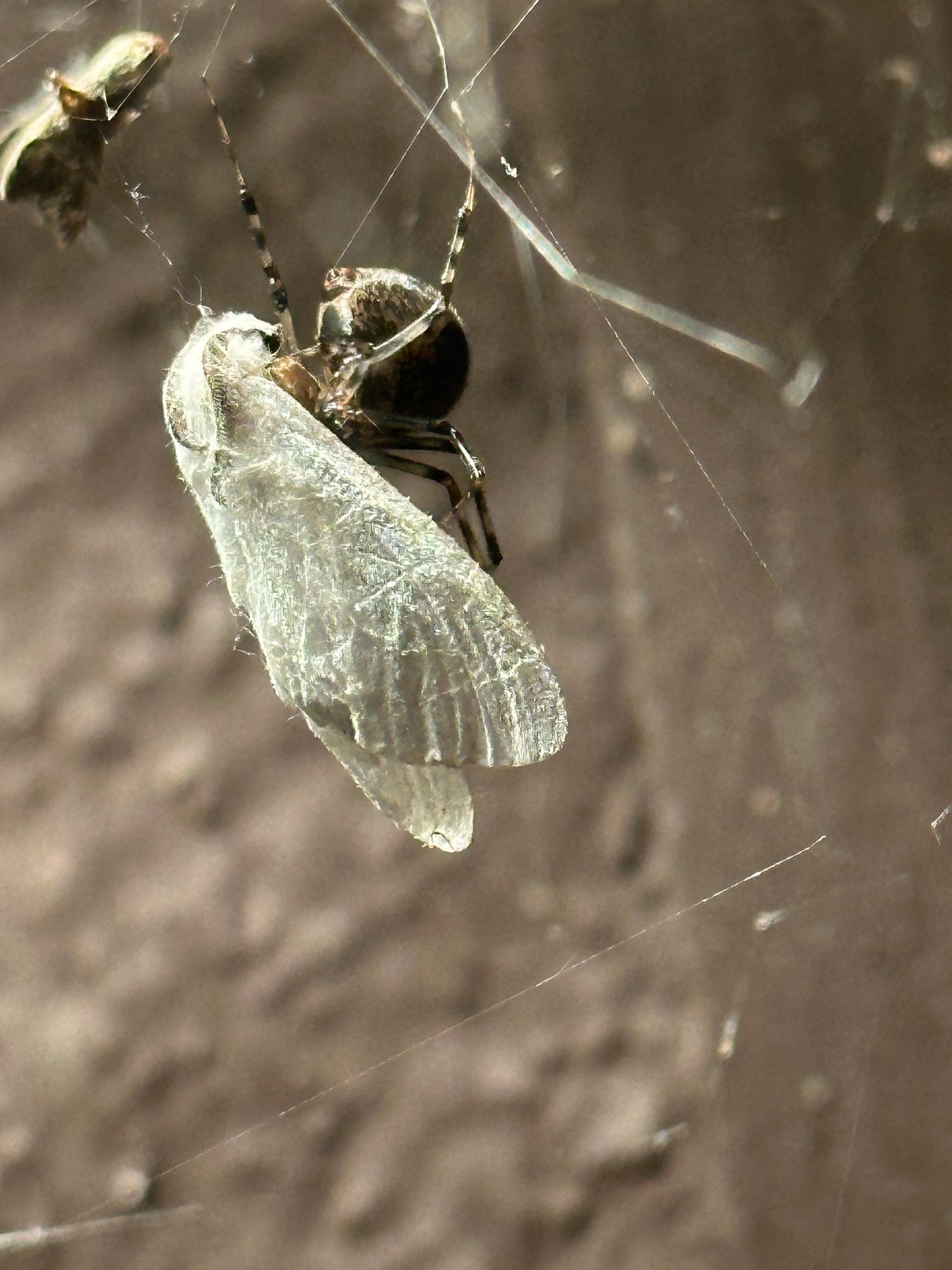 FAAFO with spiders 🕷️ This one is sucking all the blood out.