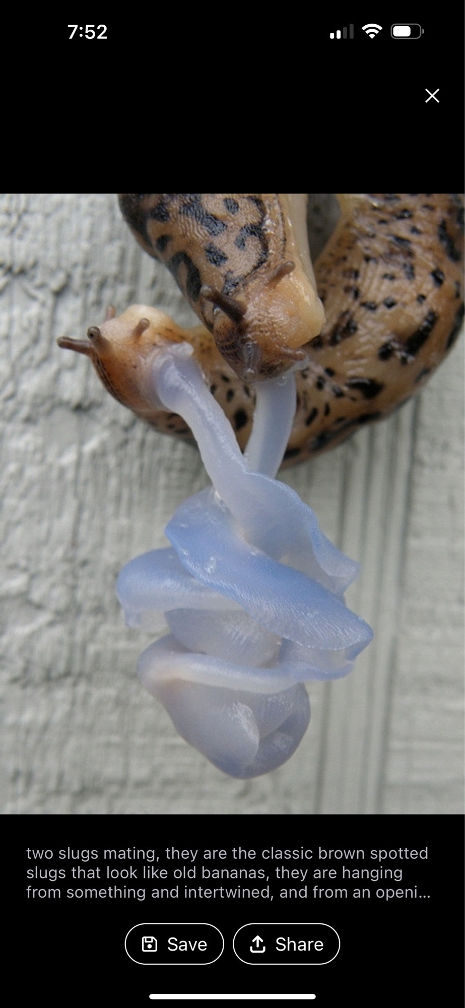 Two slugs 🐌 mating